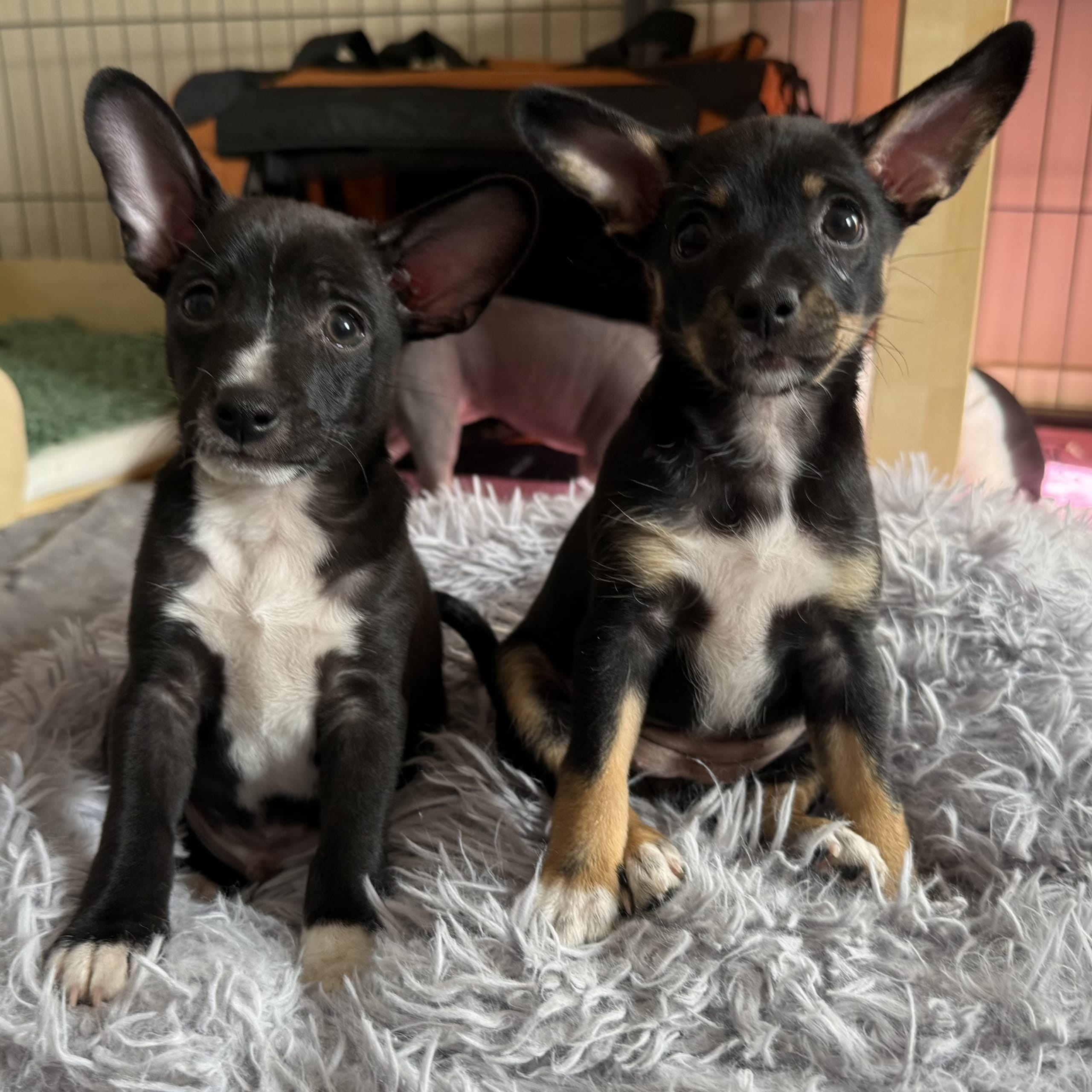 Xoloitzcuintle