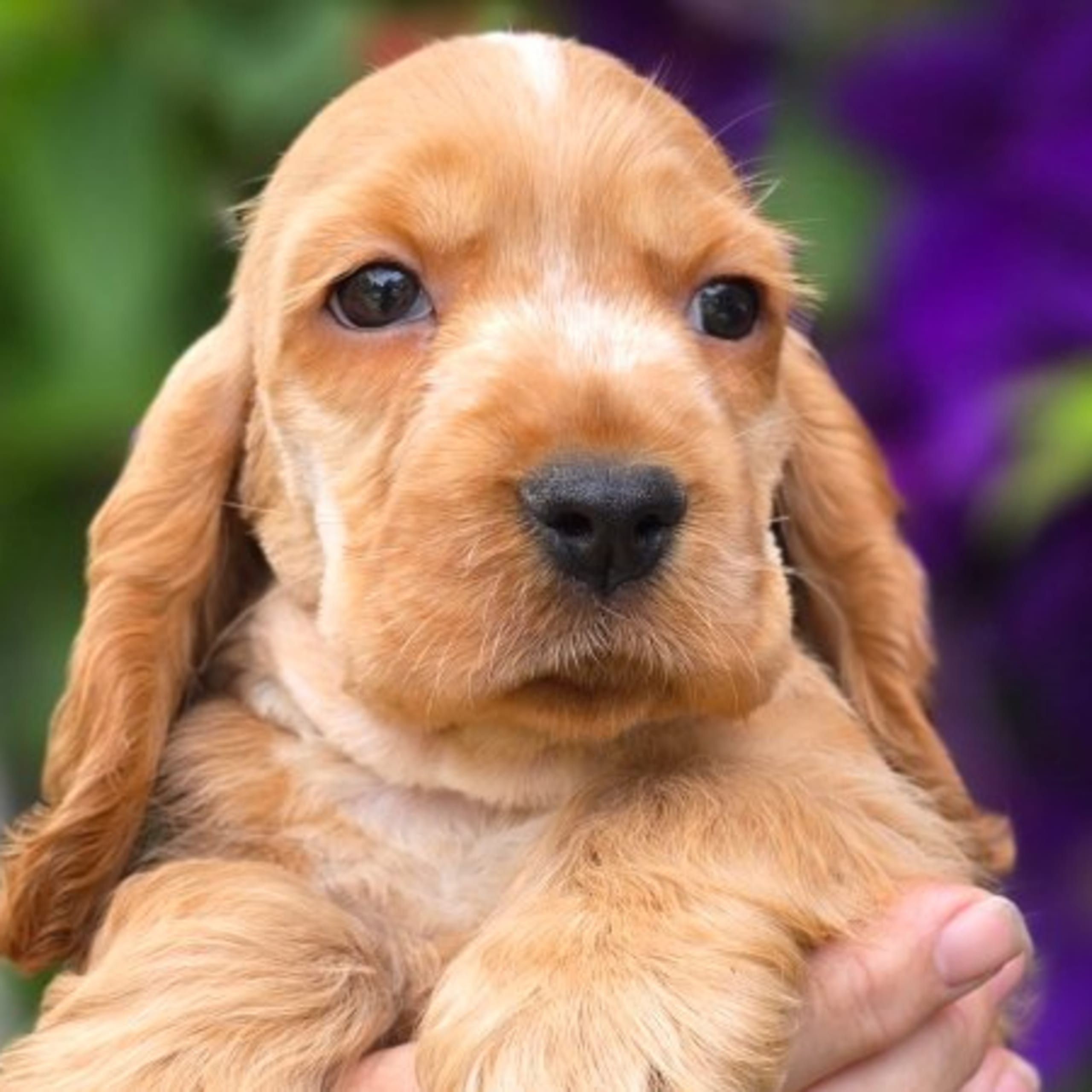 Cocker spaniel