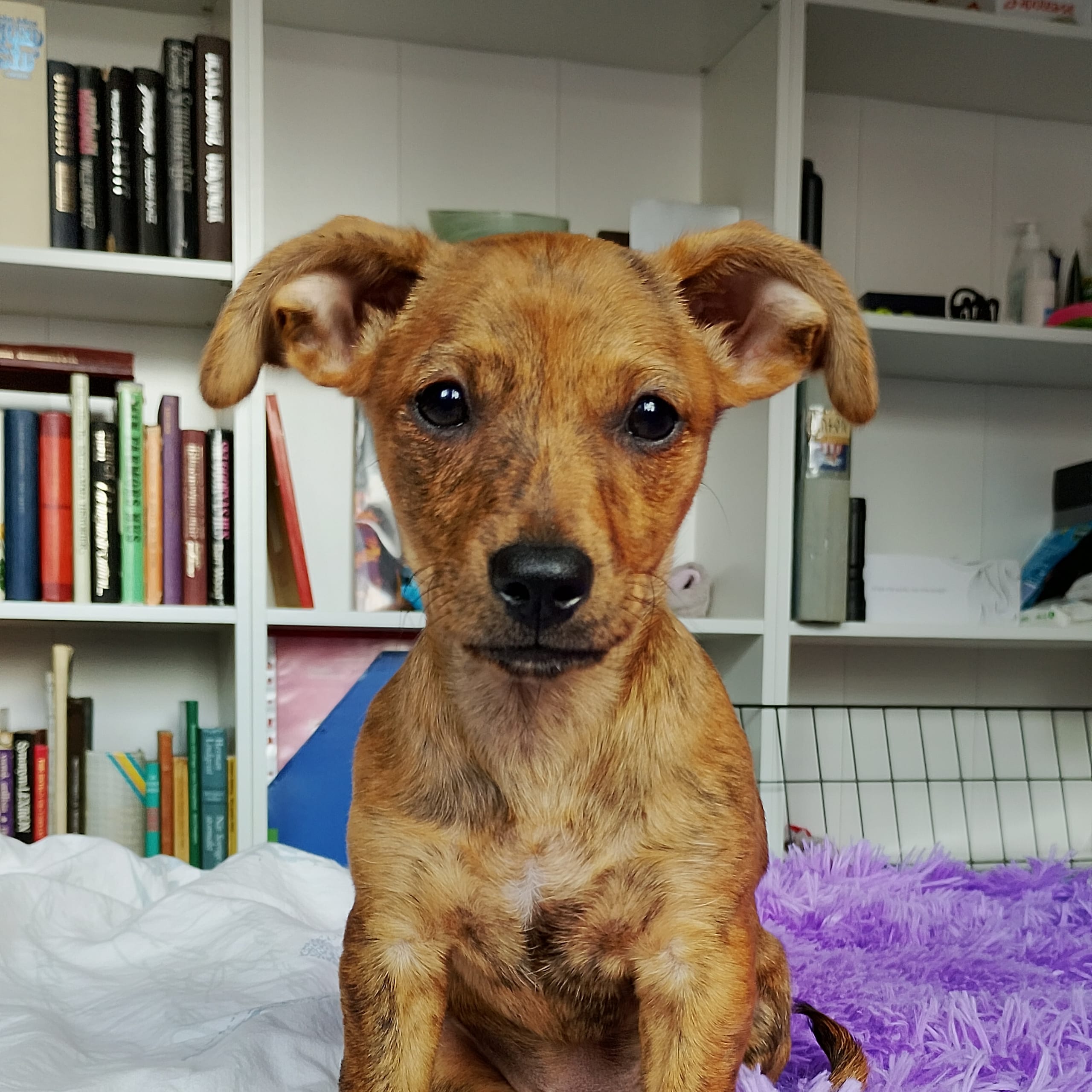 Tibetansk spaniel-?-English ToyTerrier