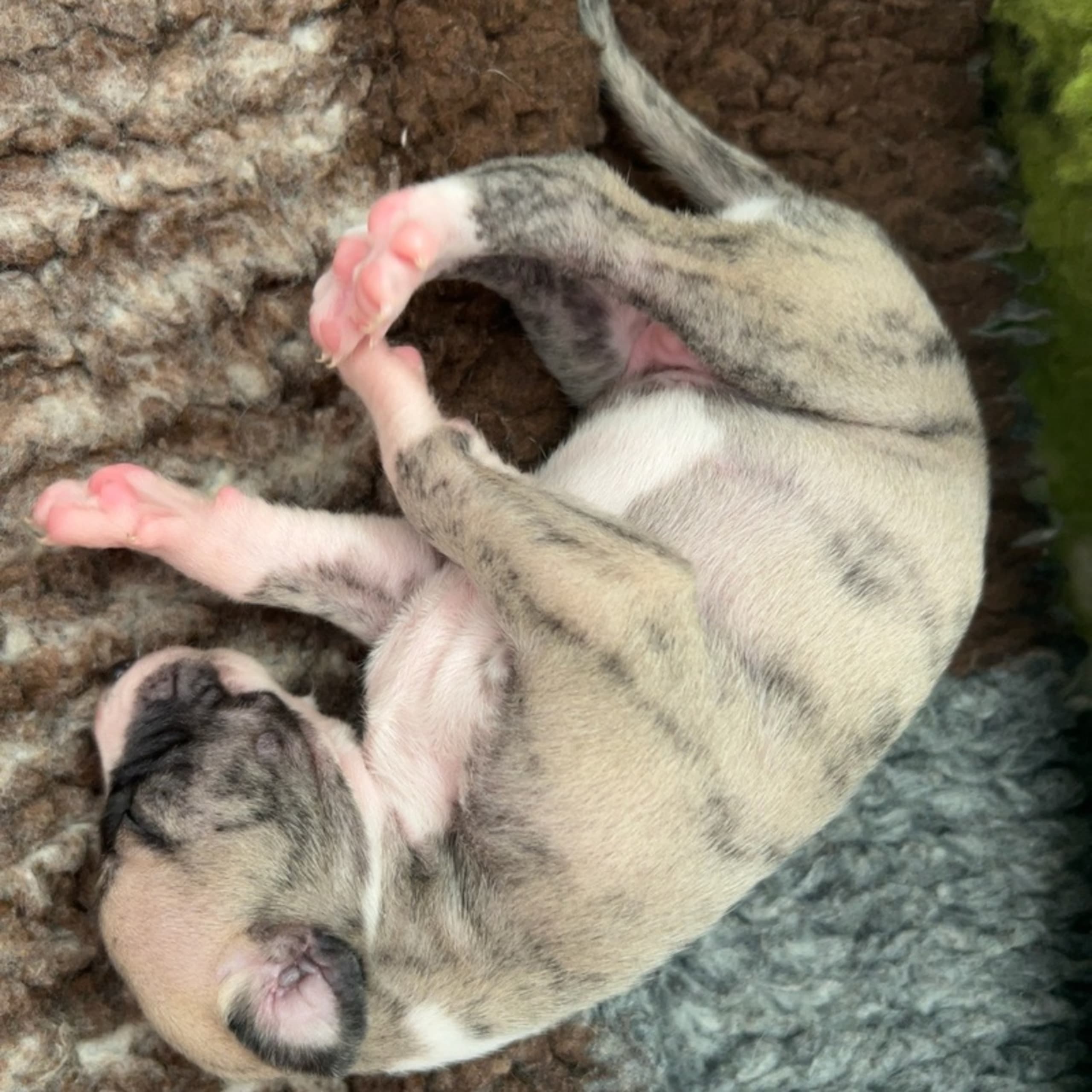 Whippet