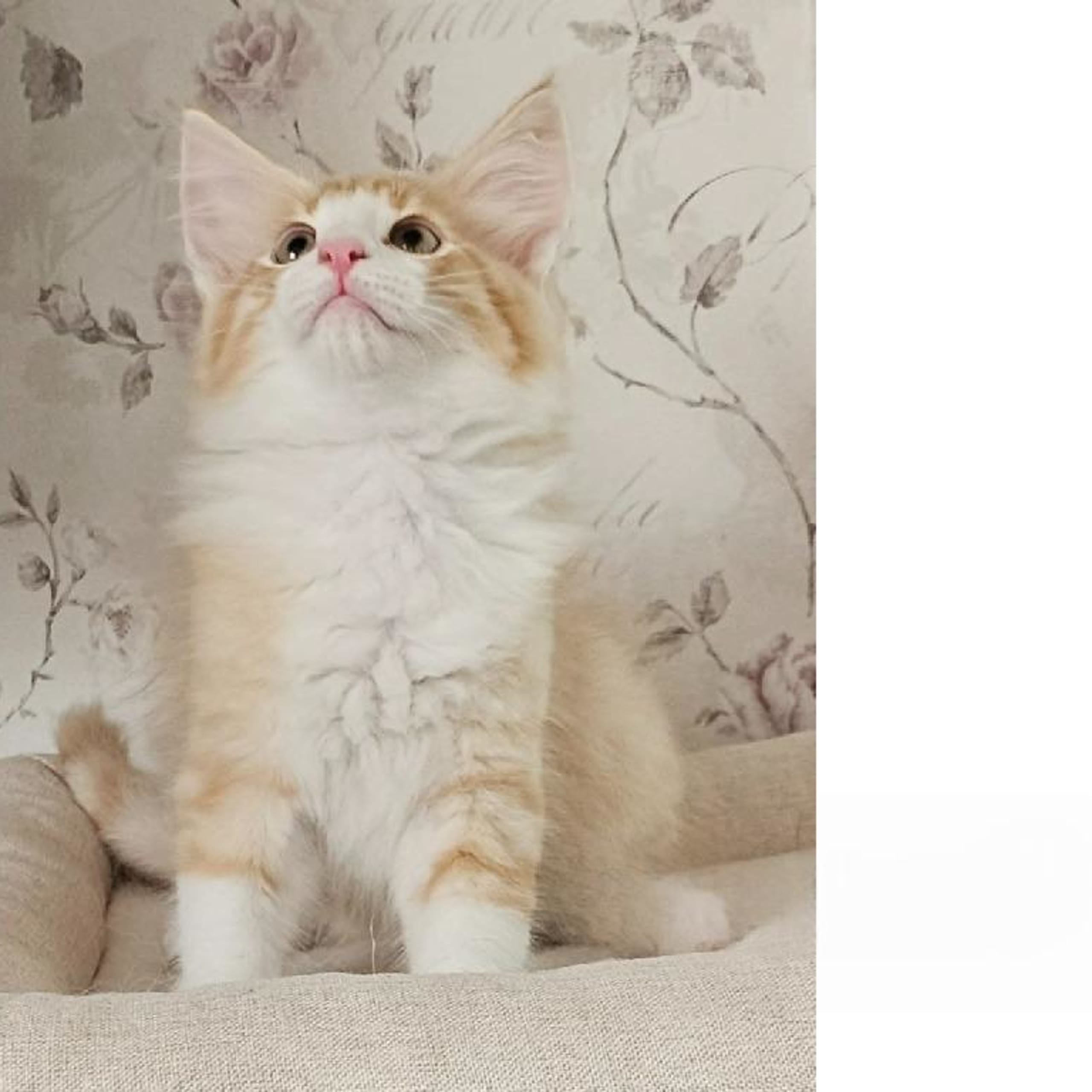Norsk skogkatt