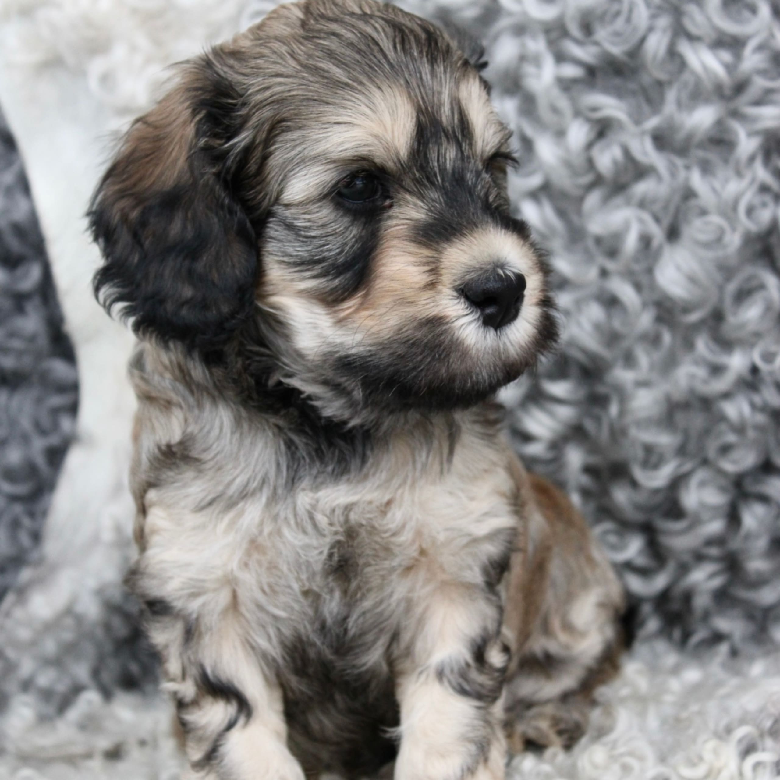 Labradoodle