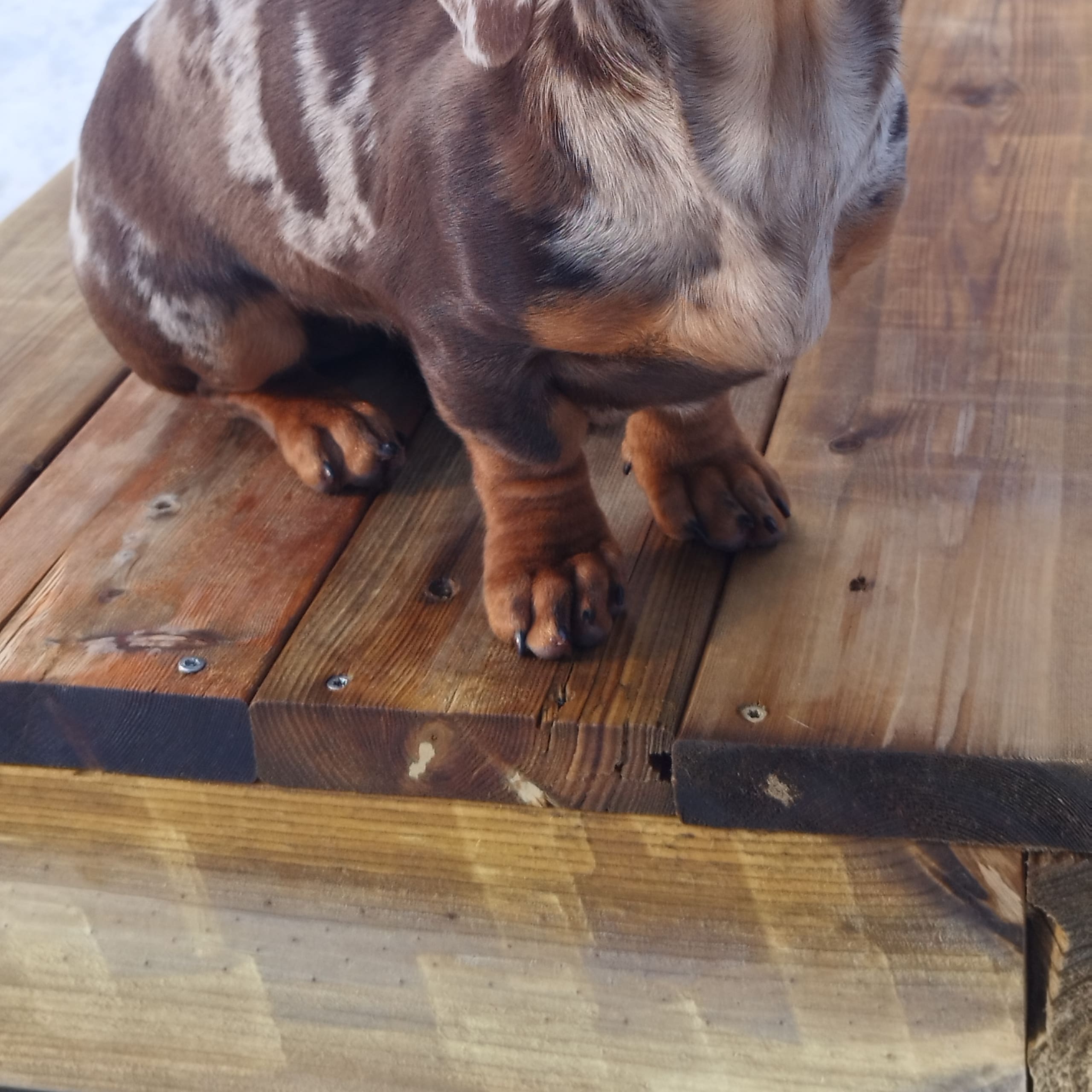 Hjortkvarns Cavapoo
