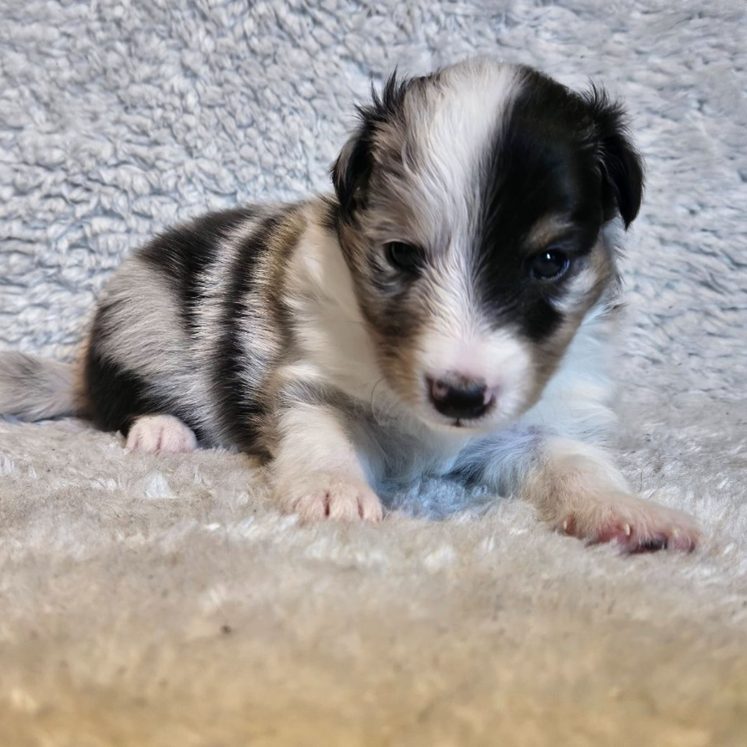 Shetland sheepdog