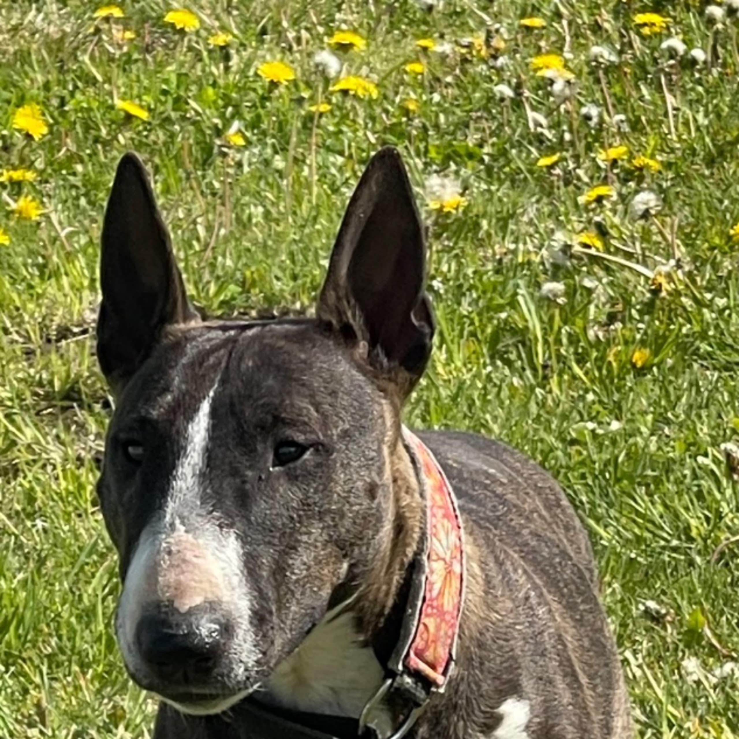 Miniatyrbullterrier