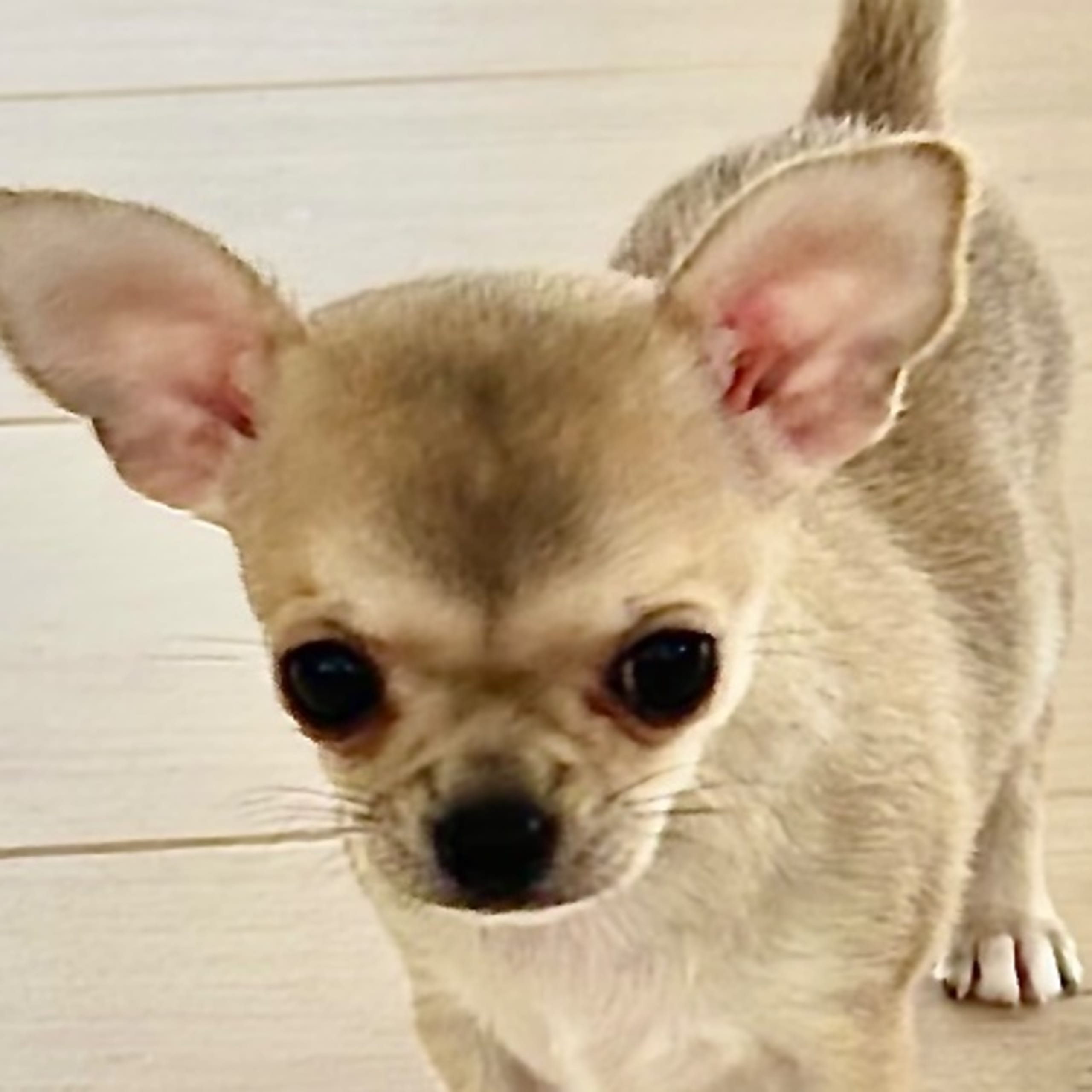 Chihuahua
