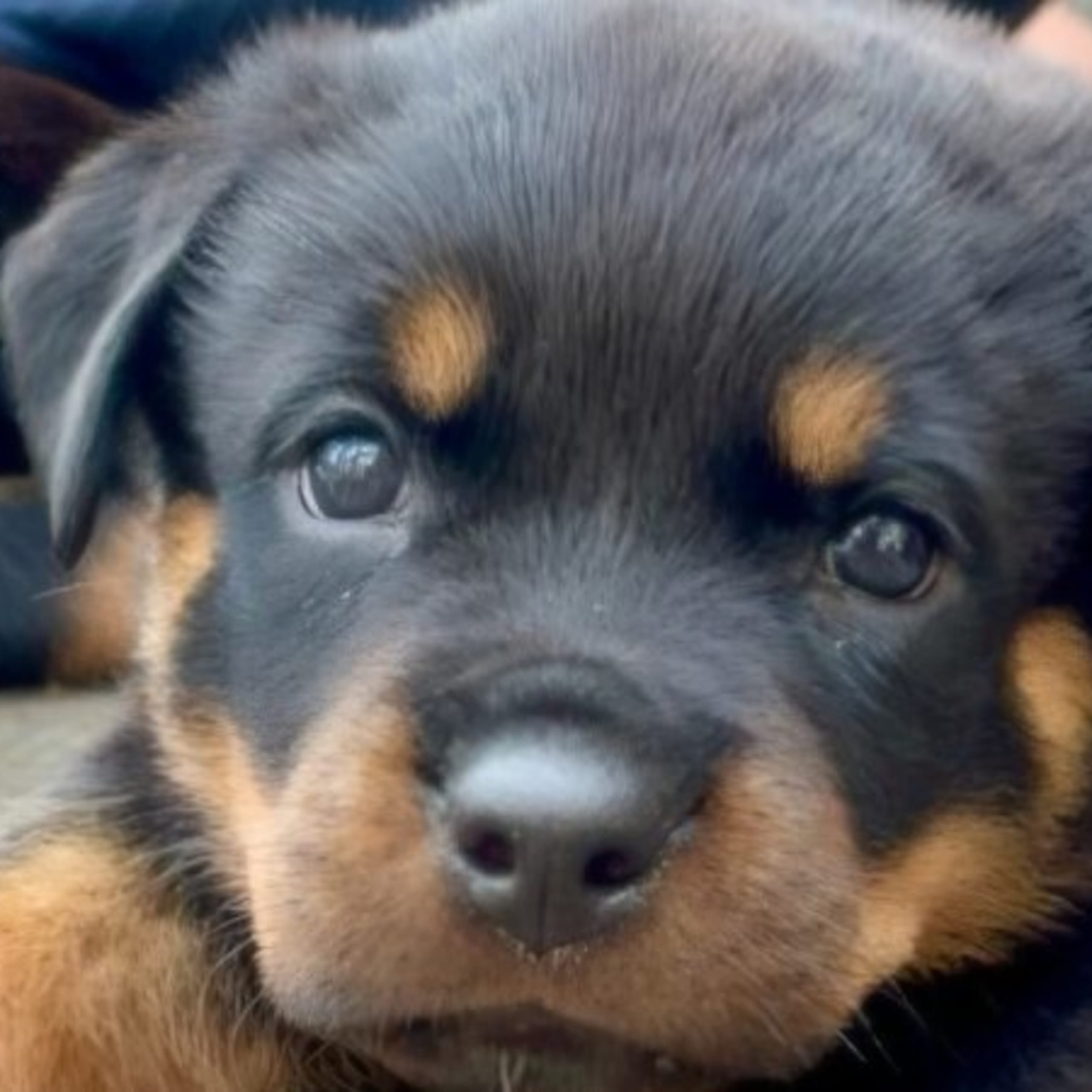 Rottweiler