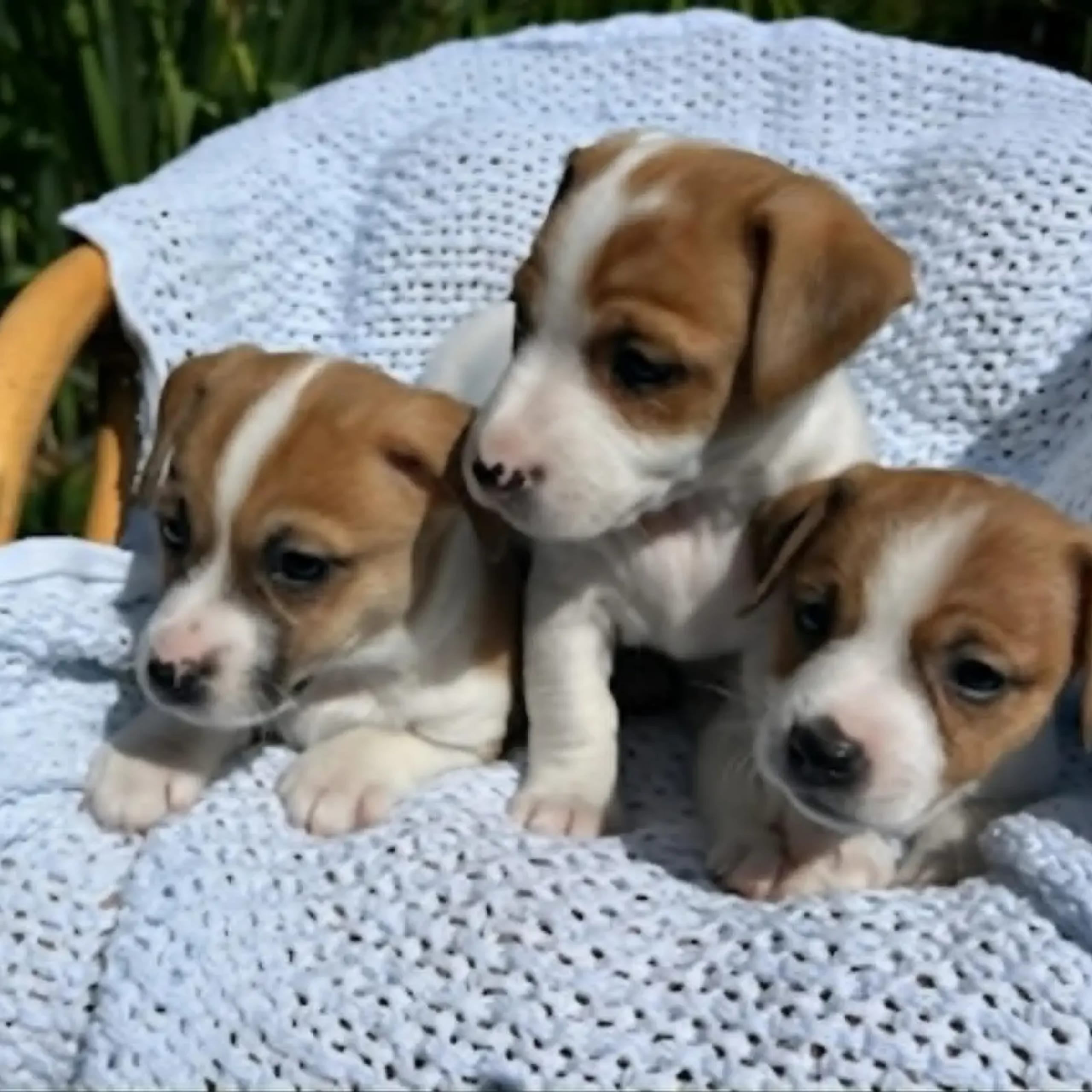 Jack russell terrier