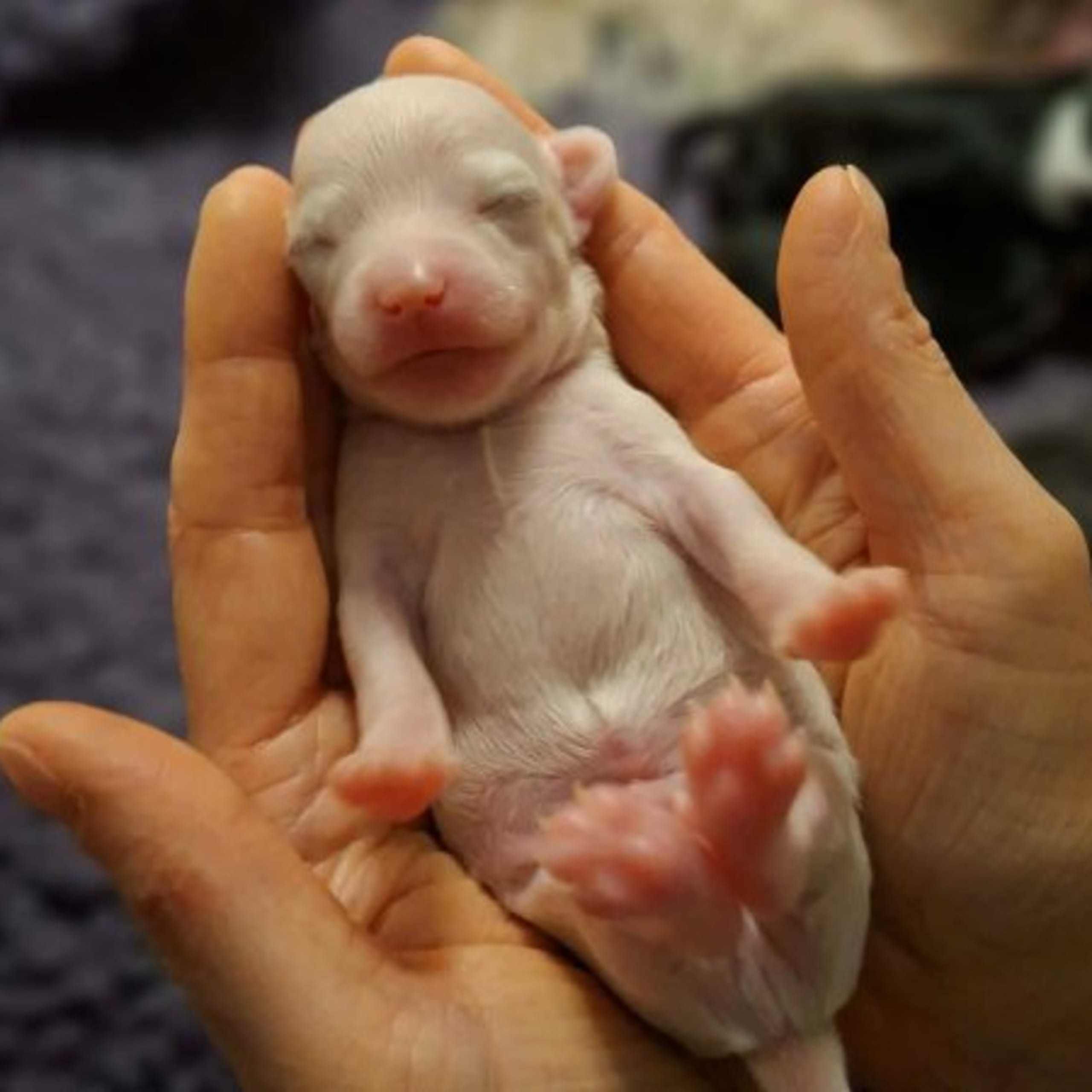 Chinese crested dog