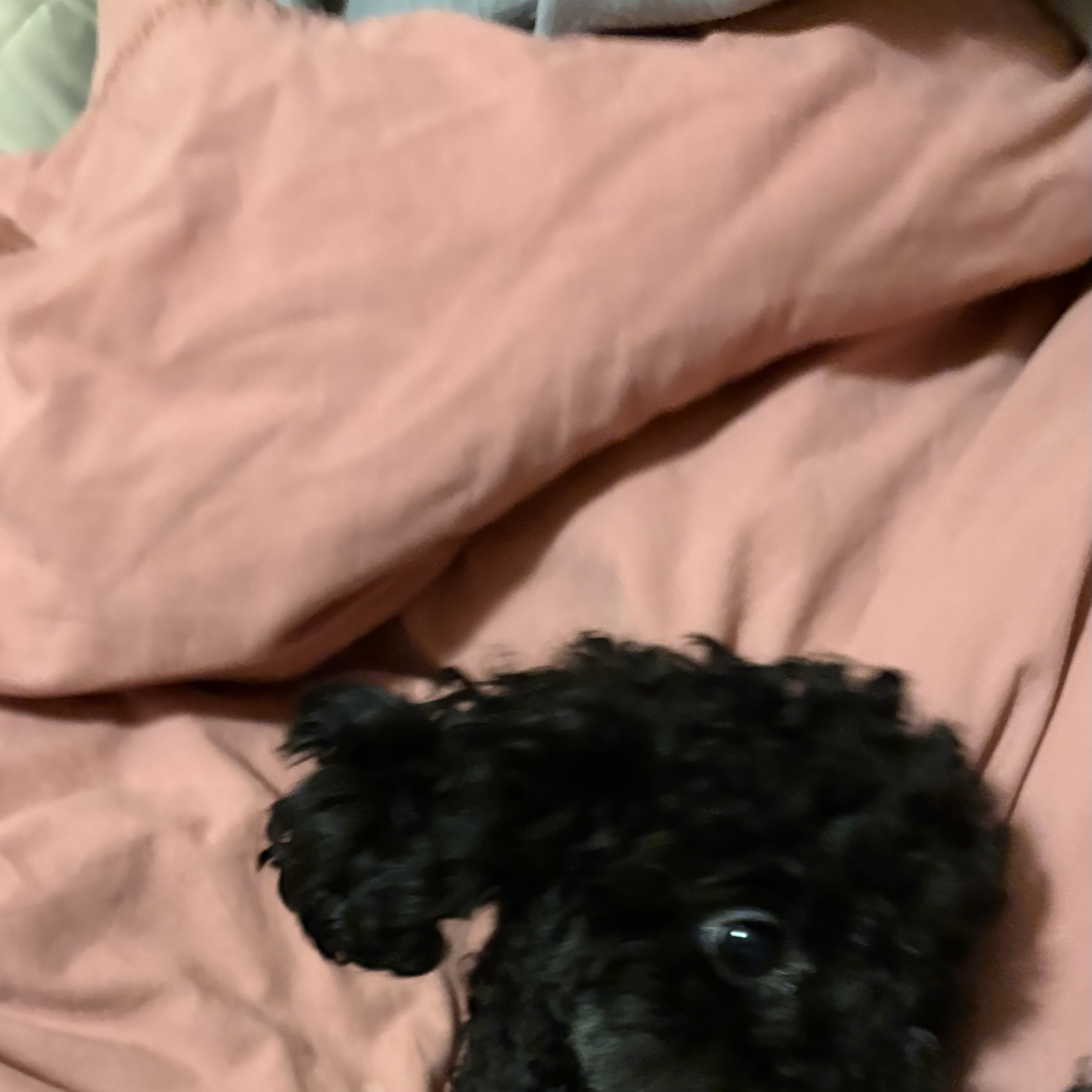 Pudel, toy