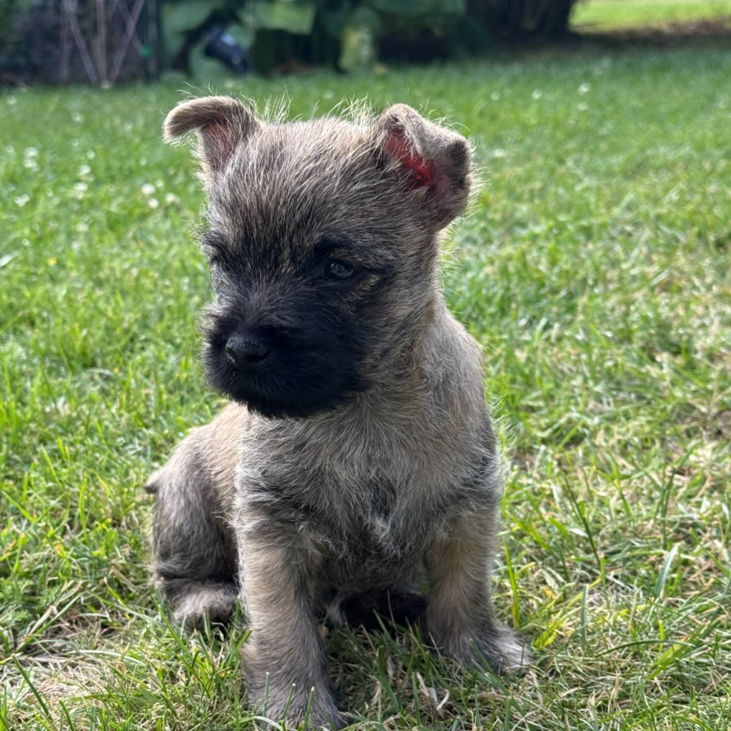 Cairnterrier