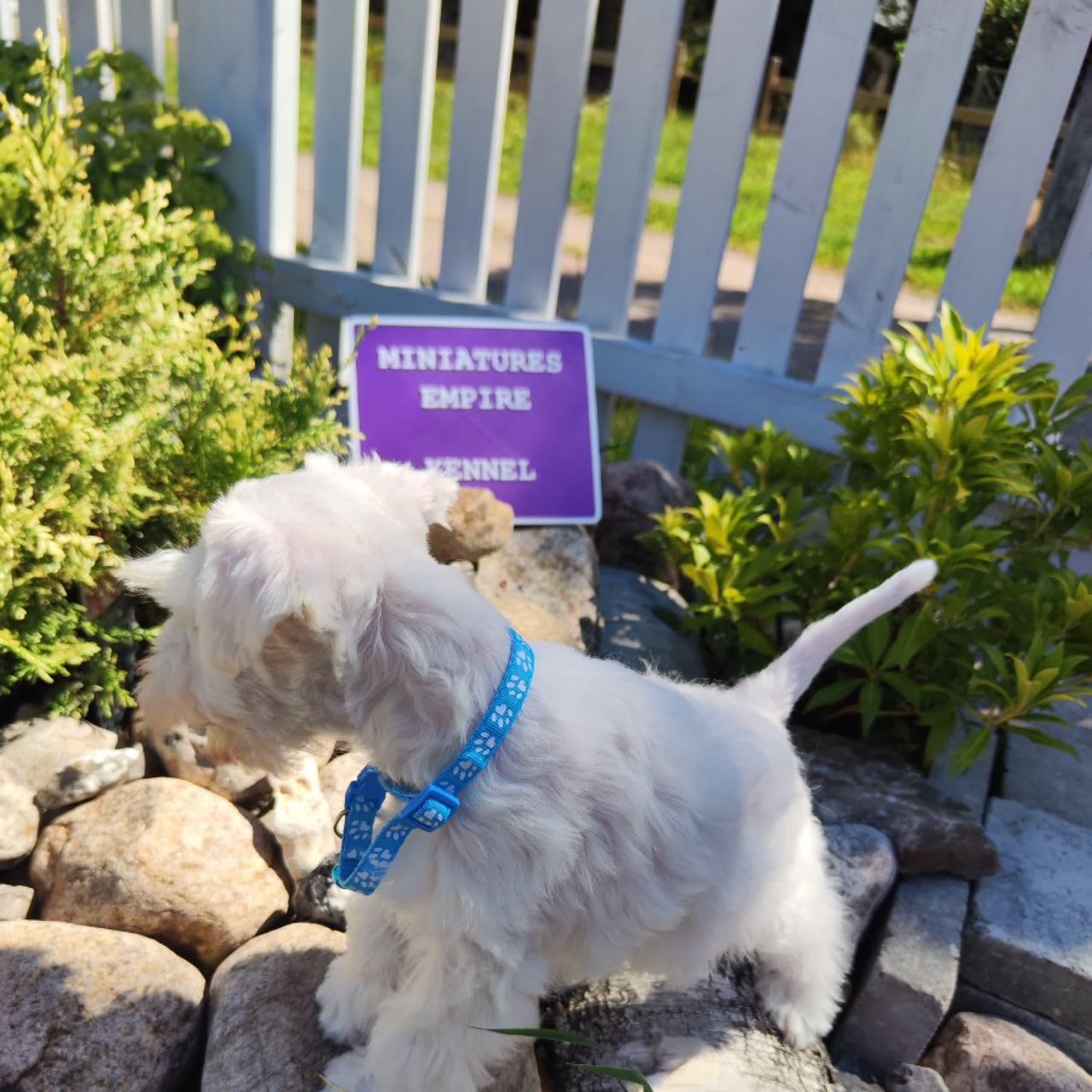 Dvärgschnauzer