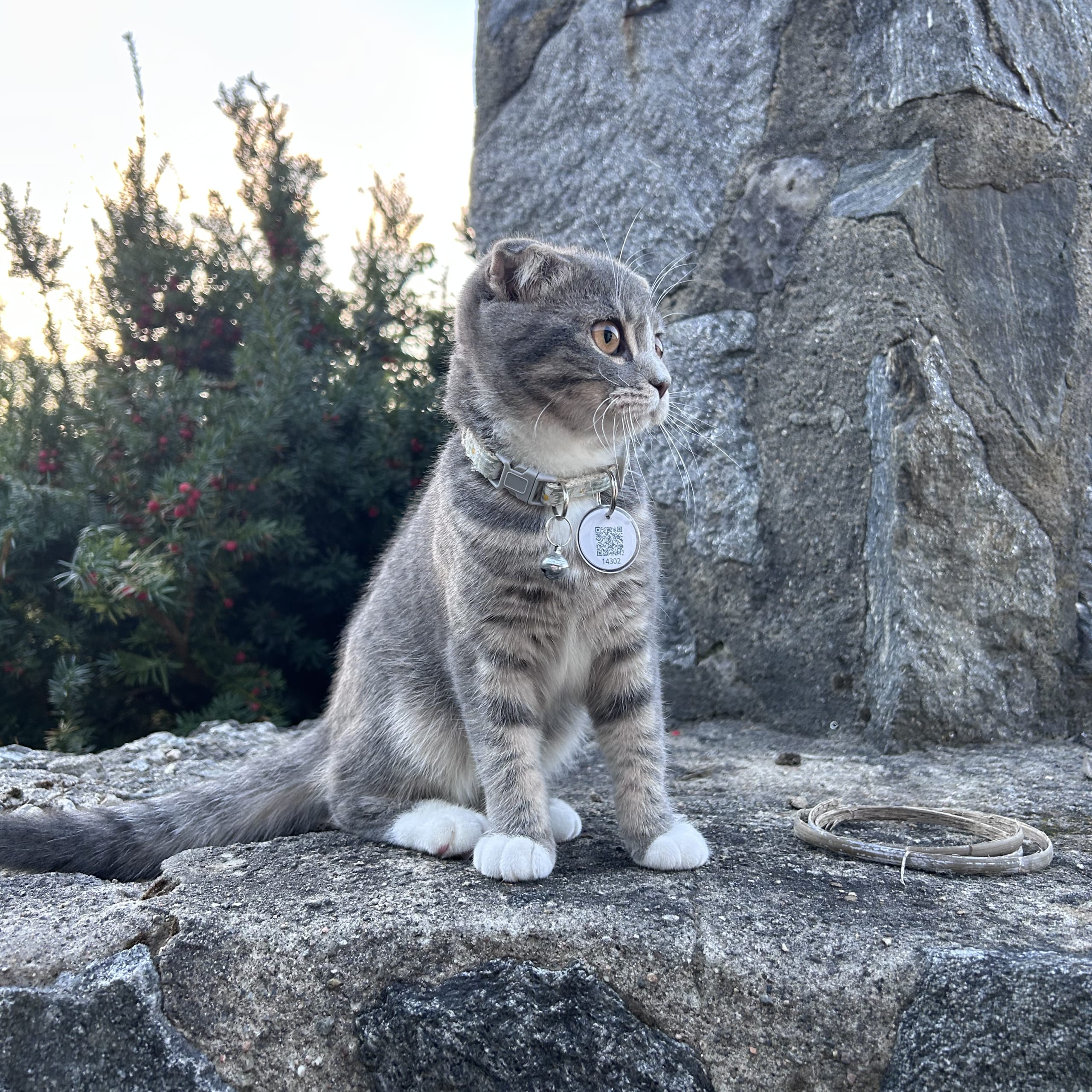 Scottish Fold