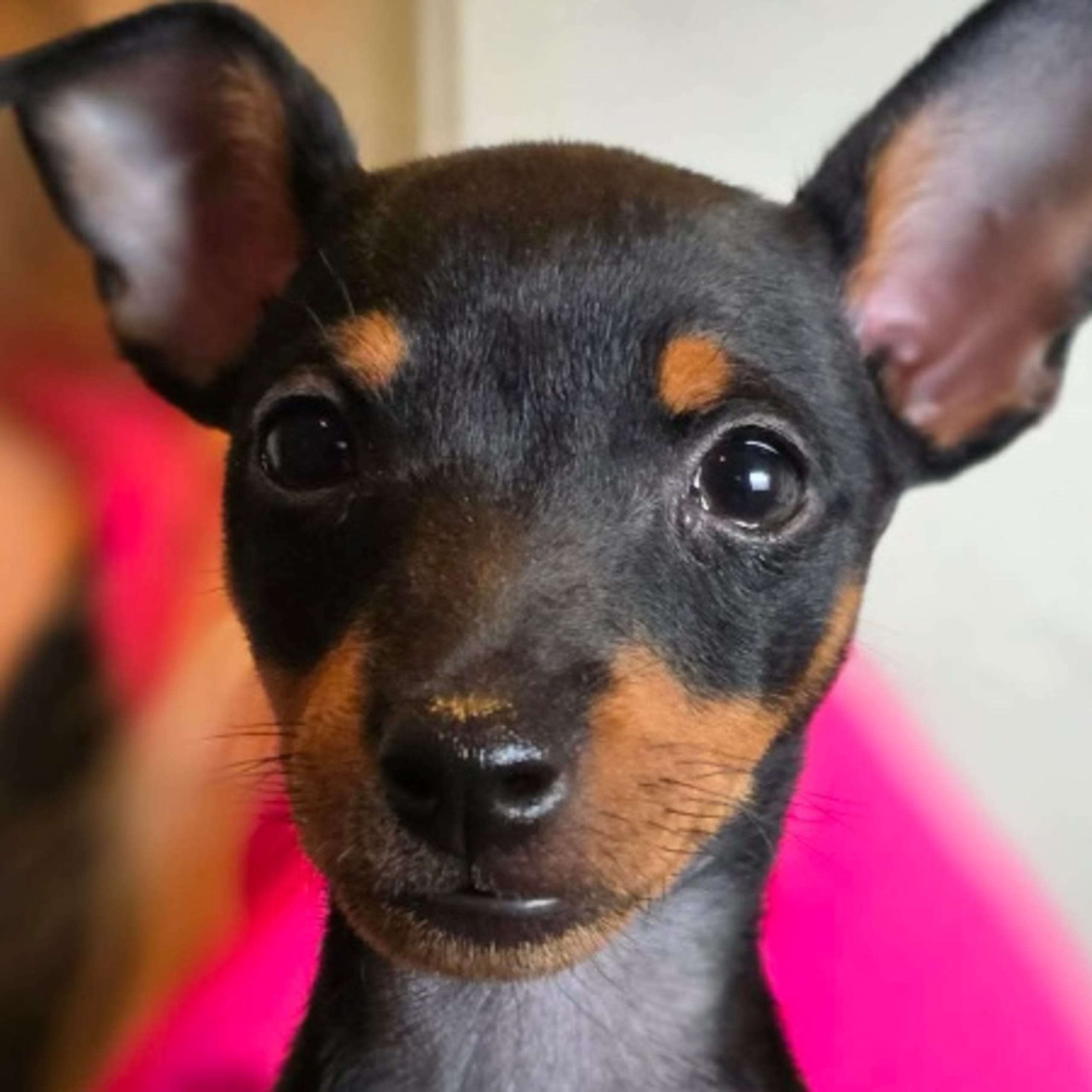 English toy terrier
