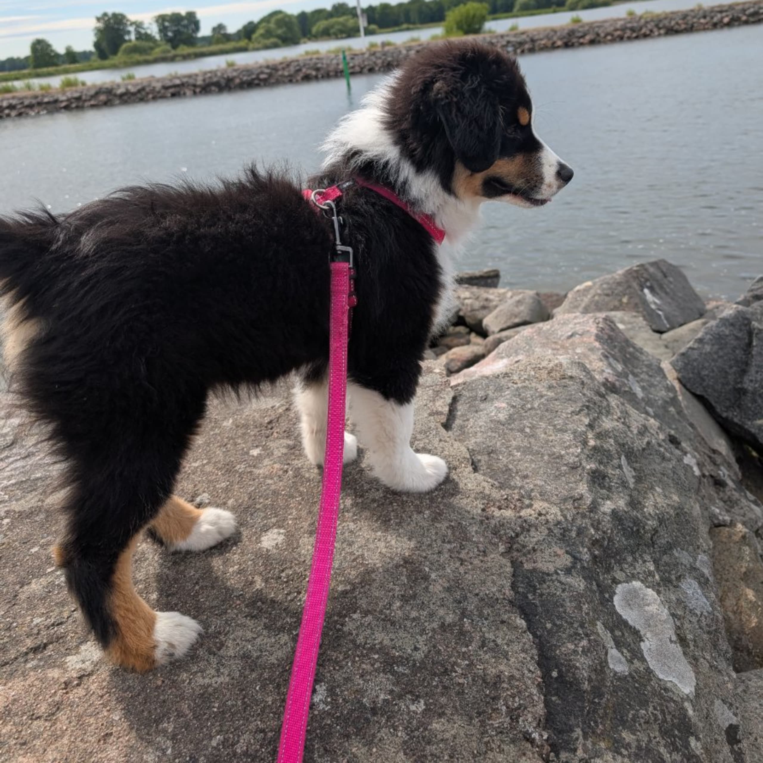 Miniature american shepherd