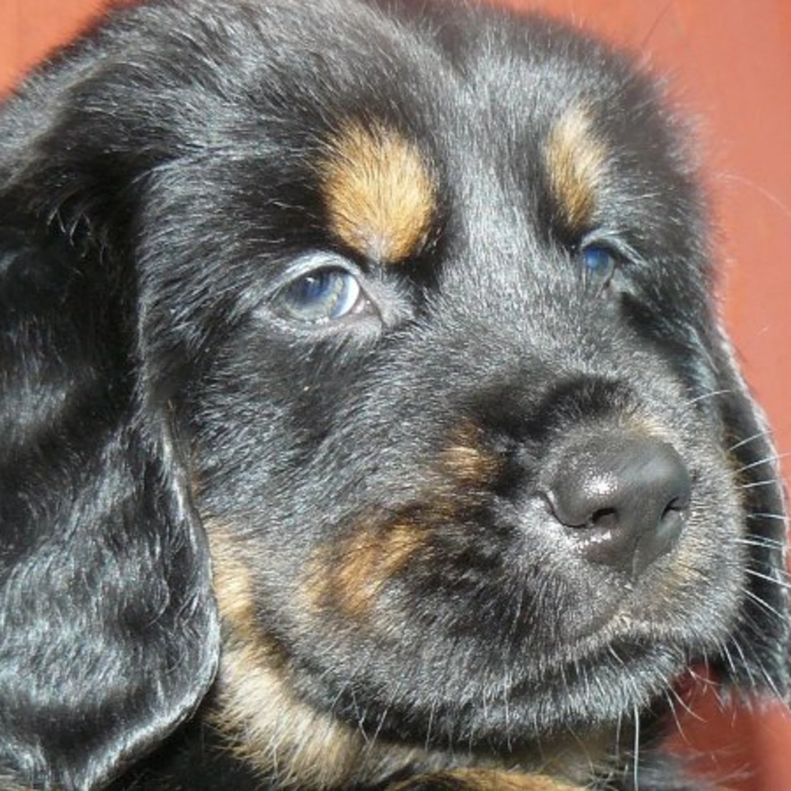Tibetansk mastiff