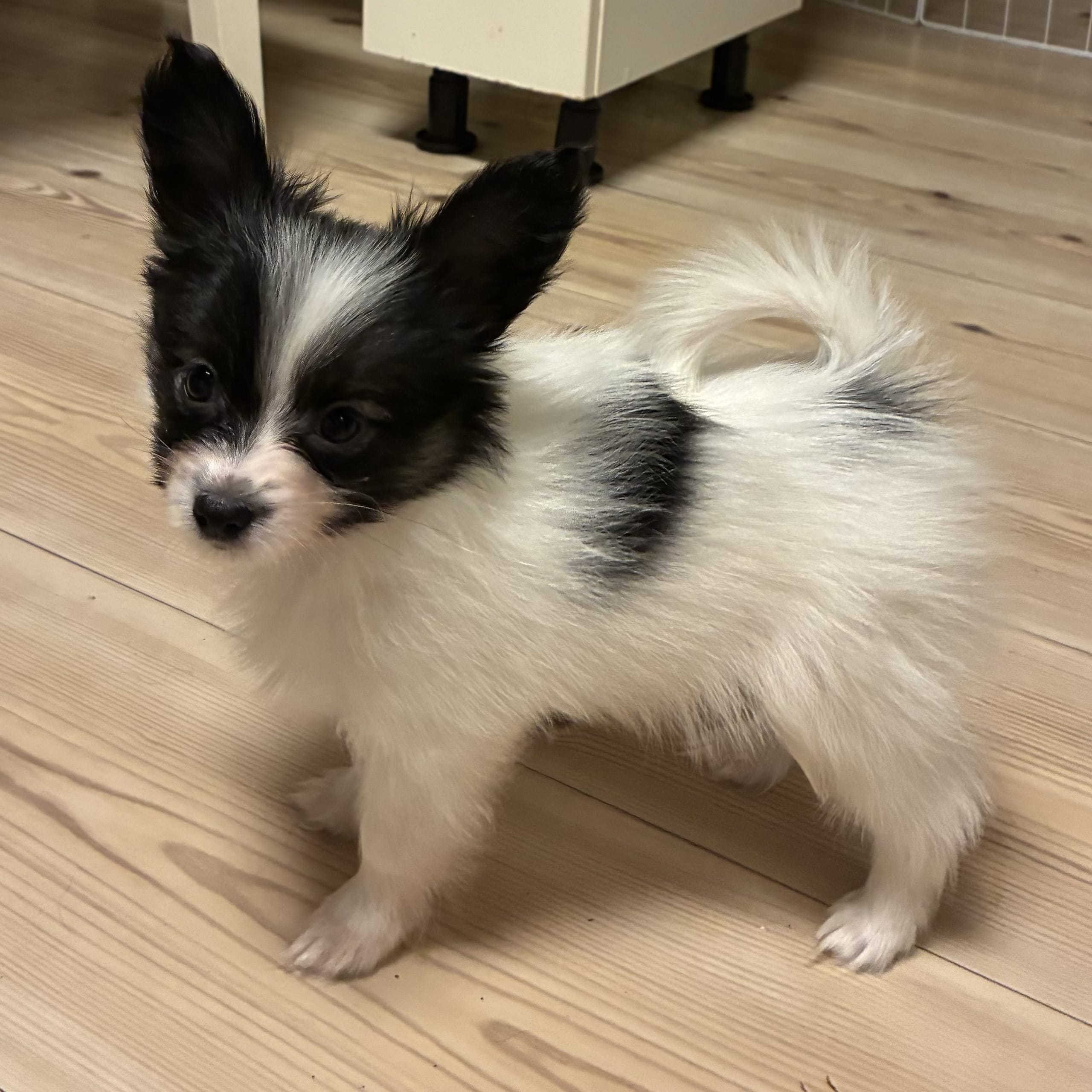 Papillon