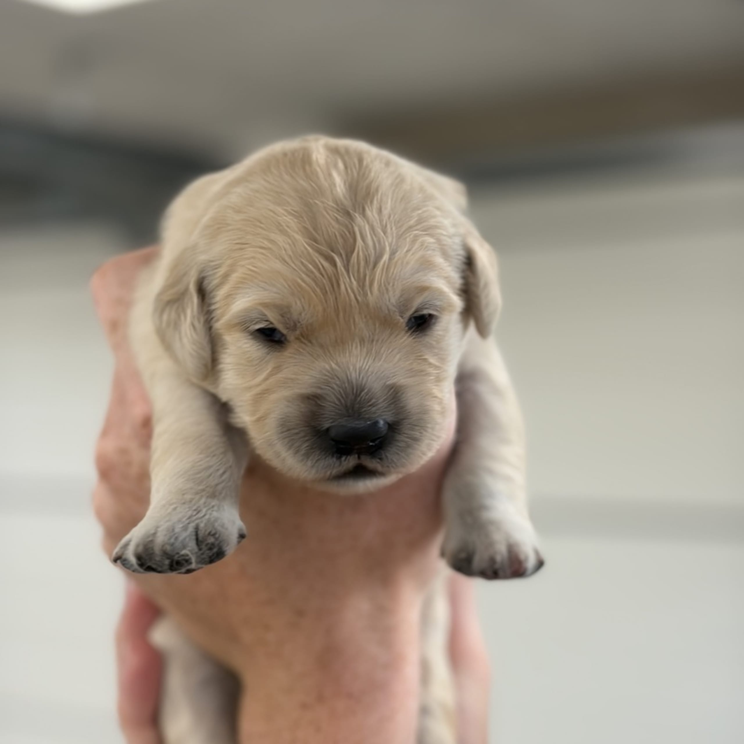 Golden retriever