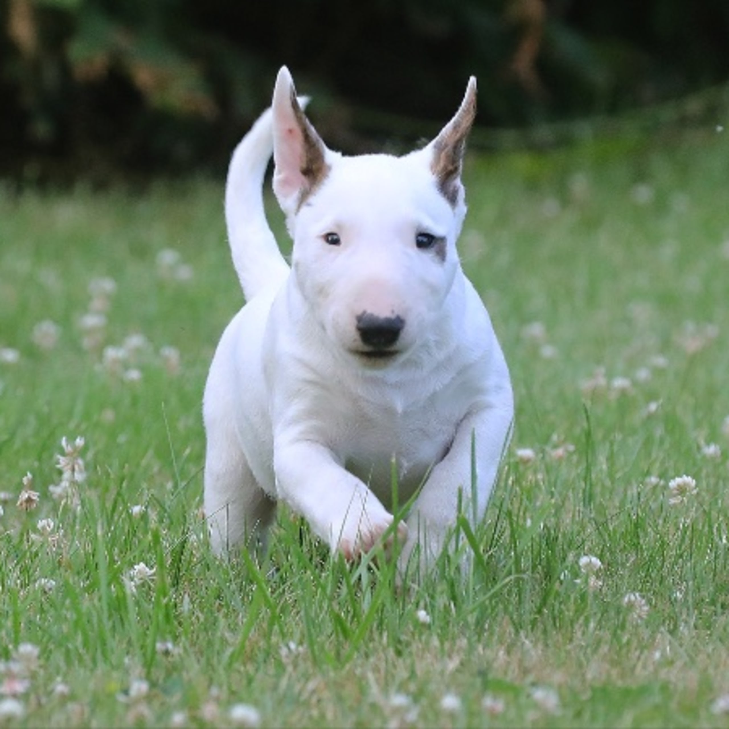 Miniature Bull Terrier
