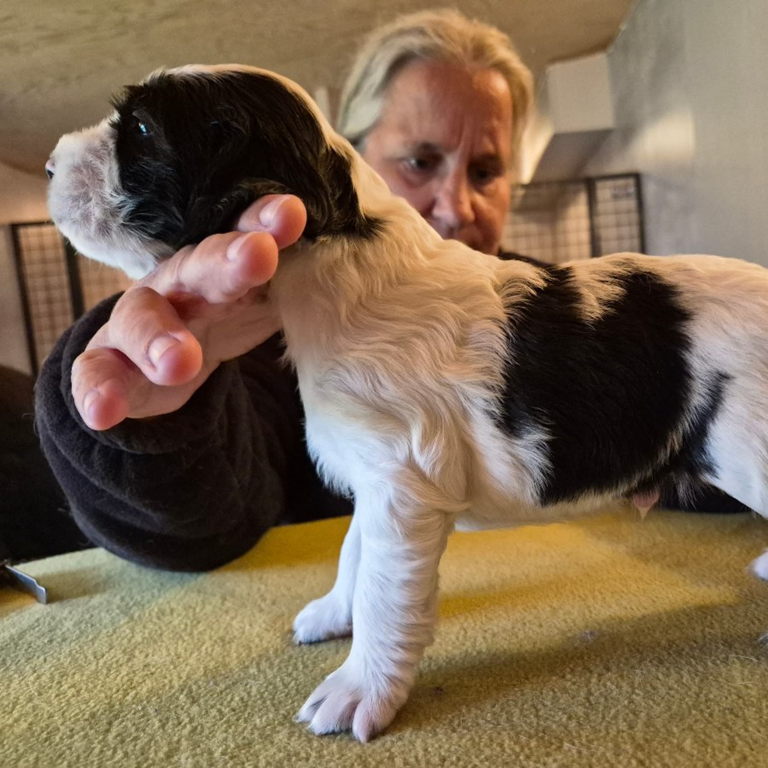 Engelsk springer spaniel