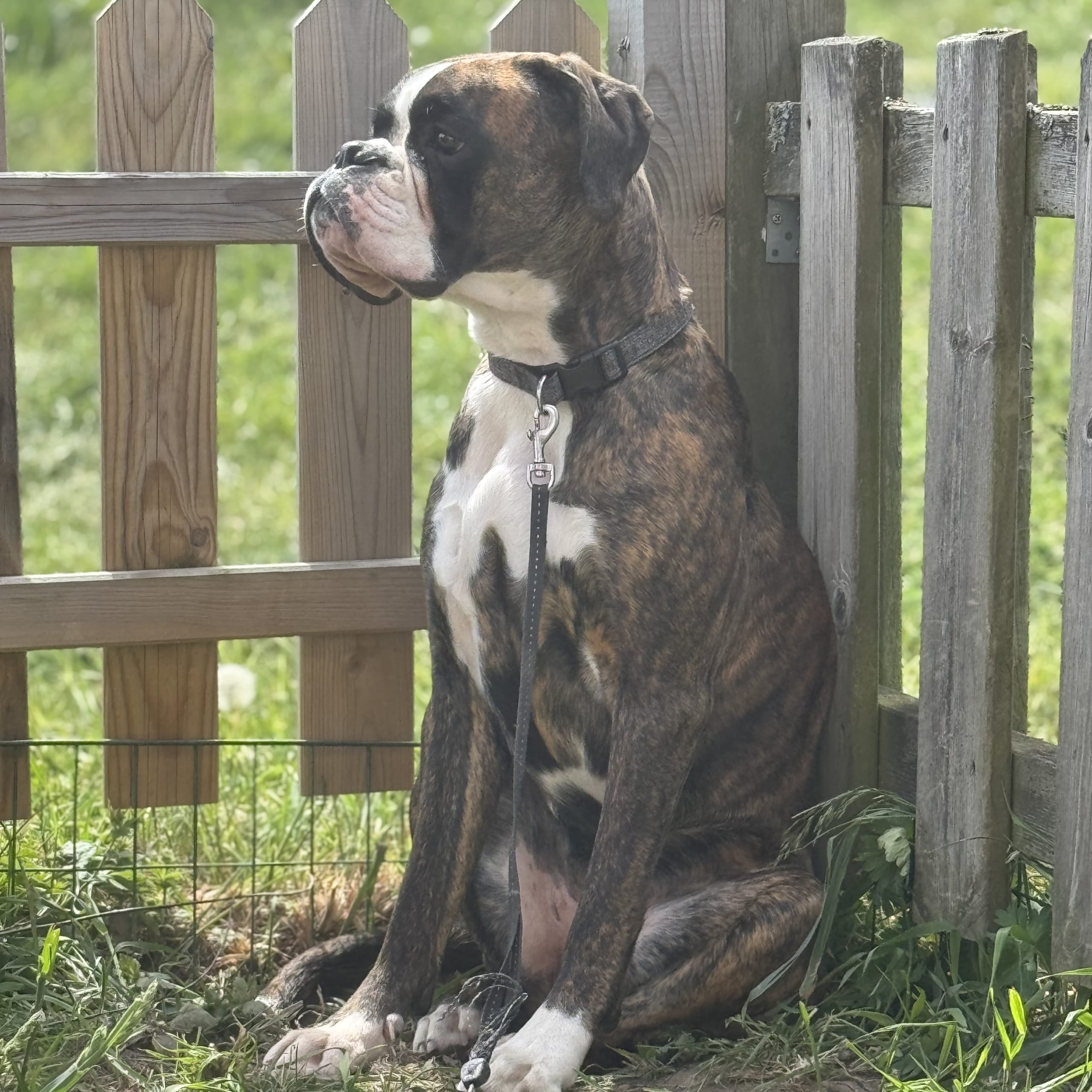 Boxer