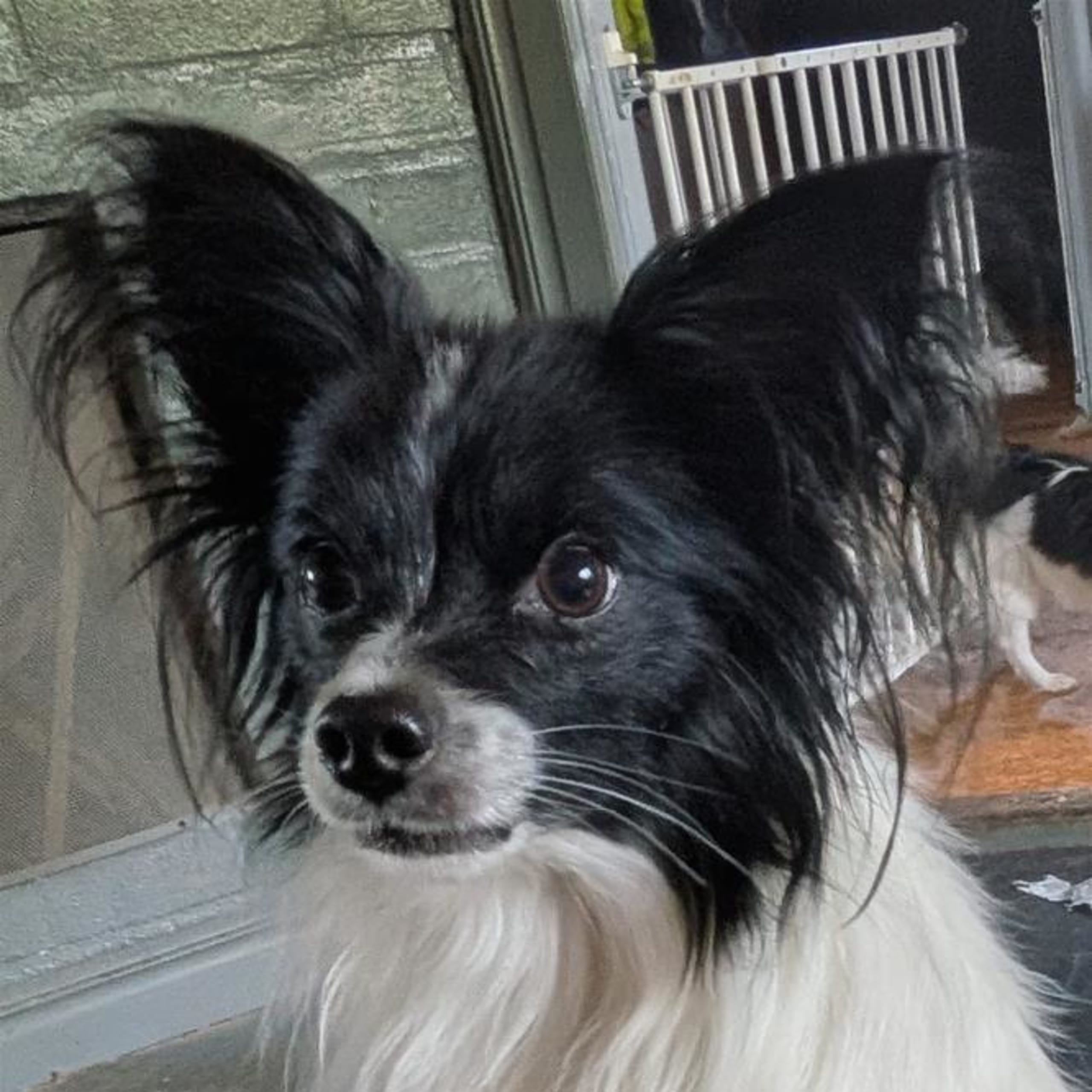 Papillon