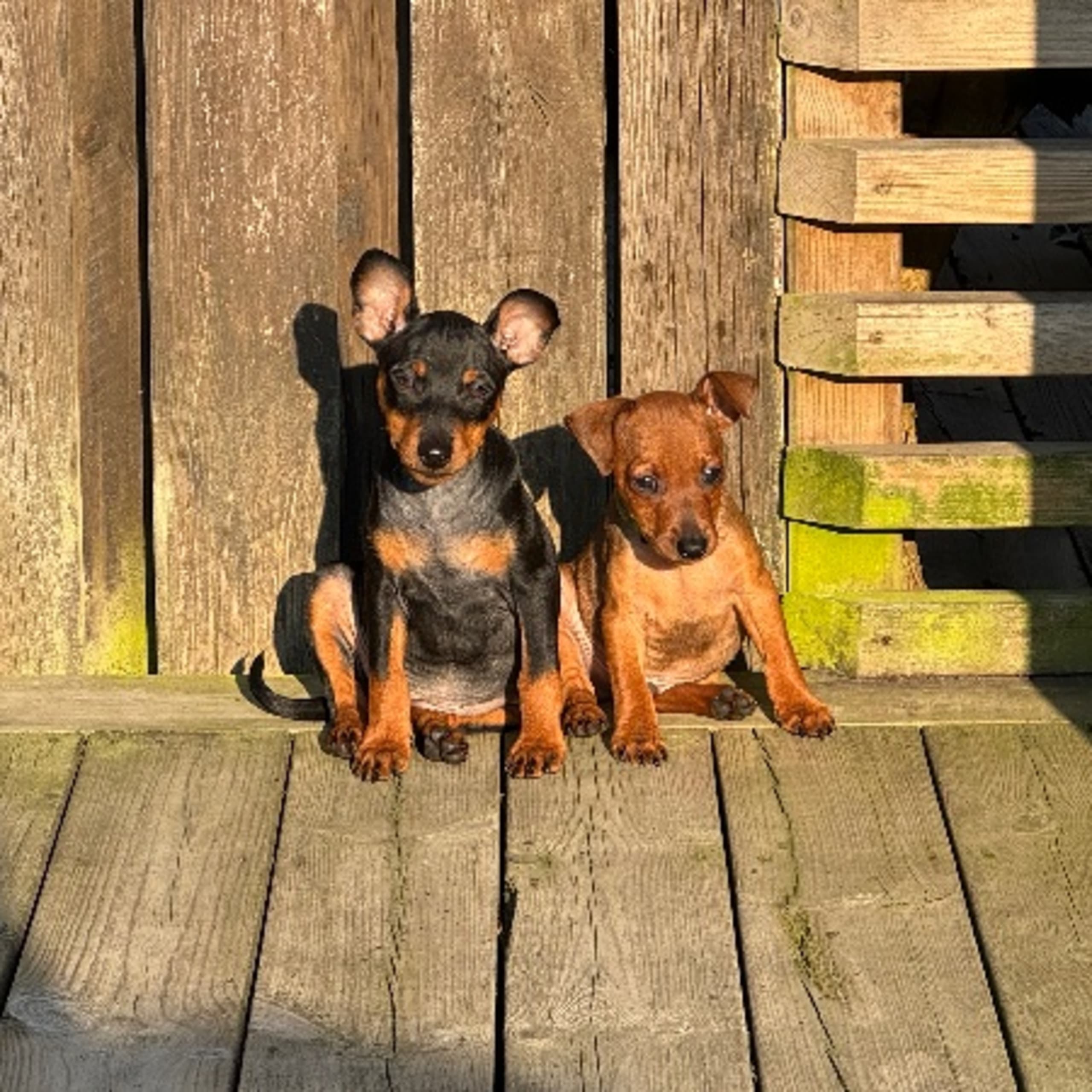 Dvärgpinscher