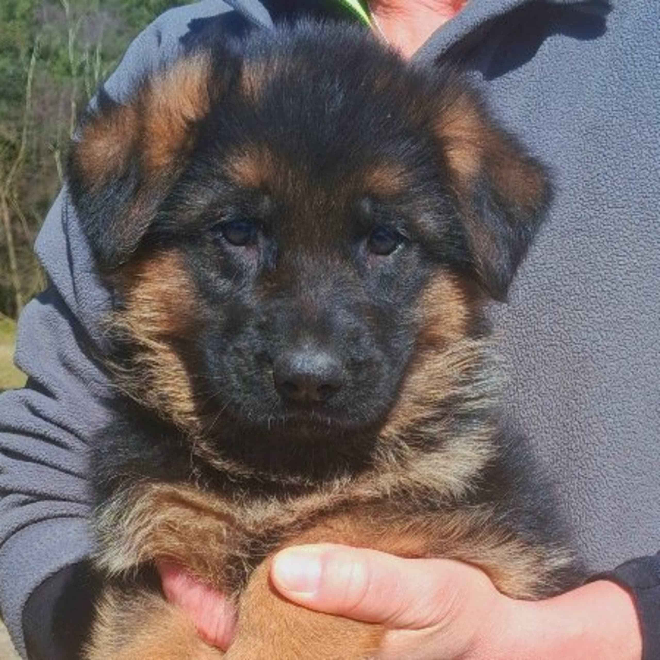 Tysk Schäferhund