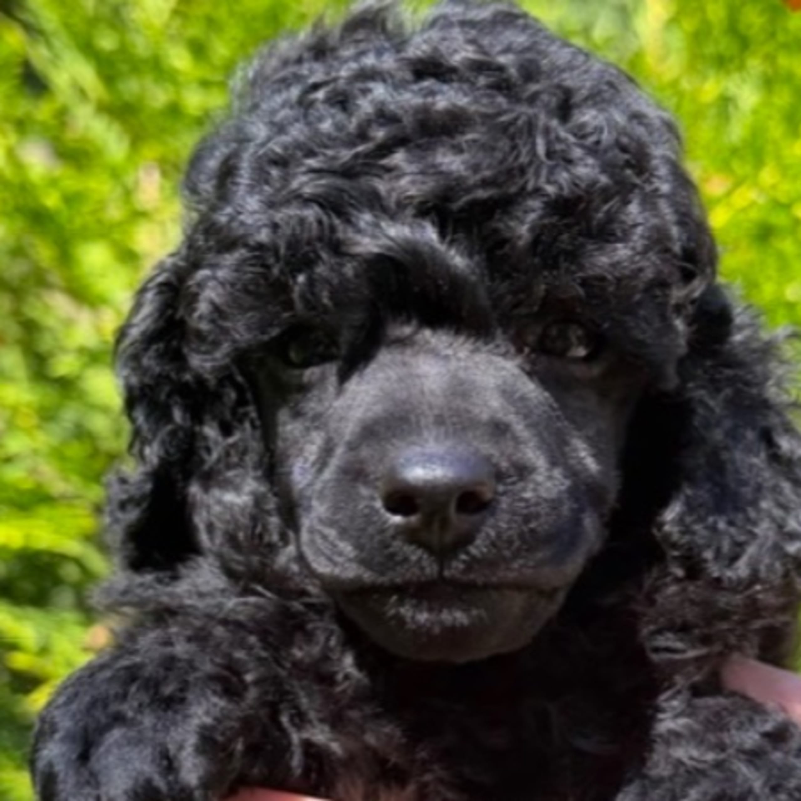 Miniature Poodle