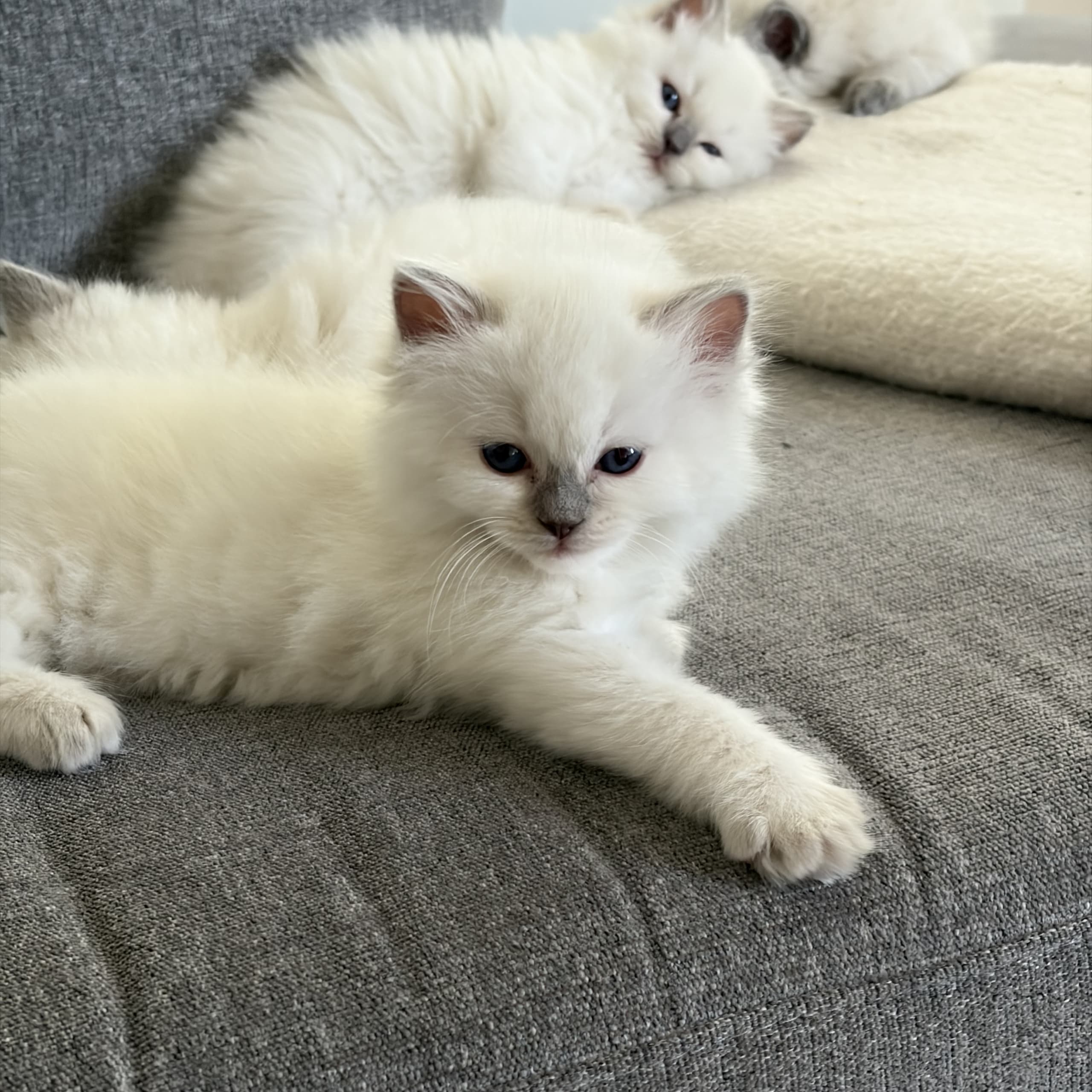 Ragdoll