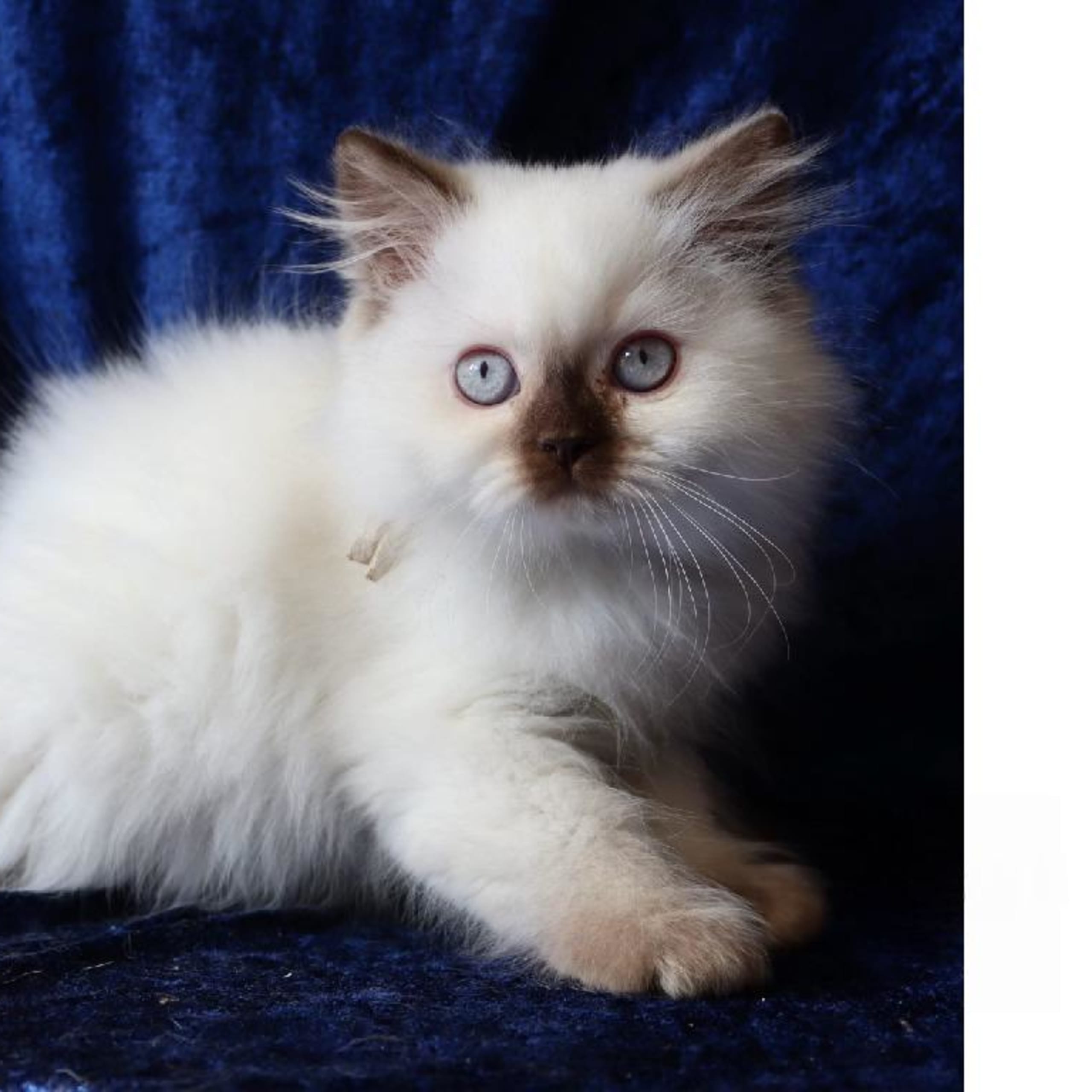 SE*Pawpoint's