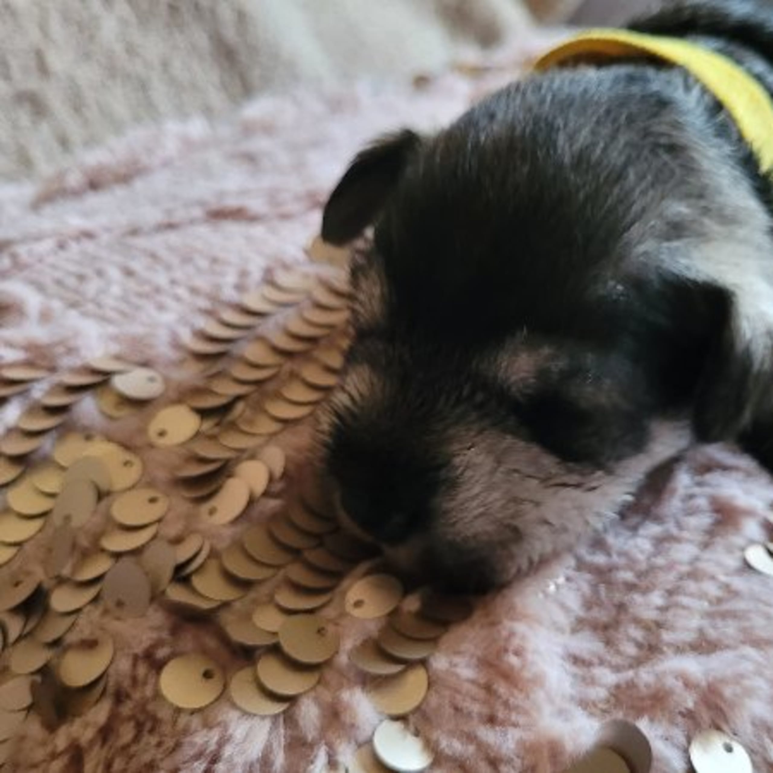 Dvärgschnauzer