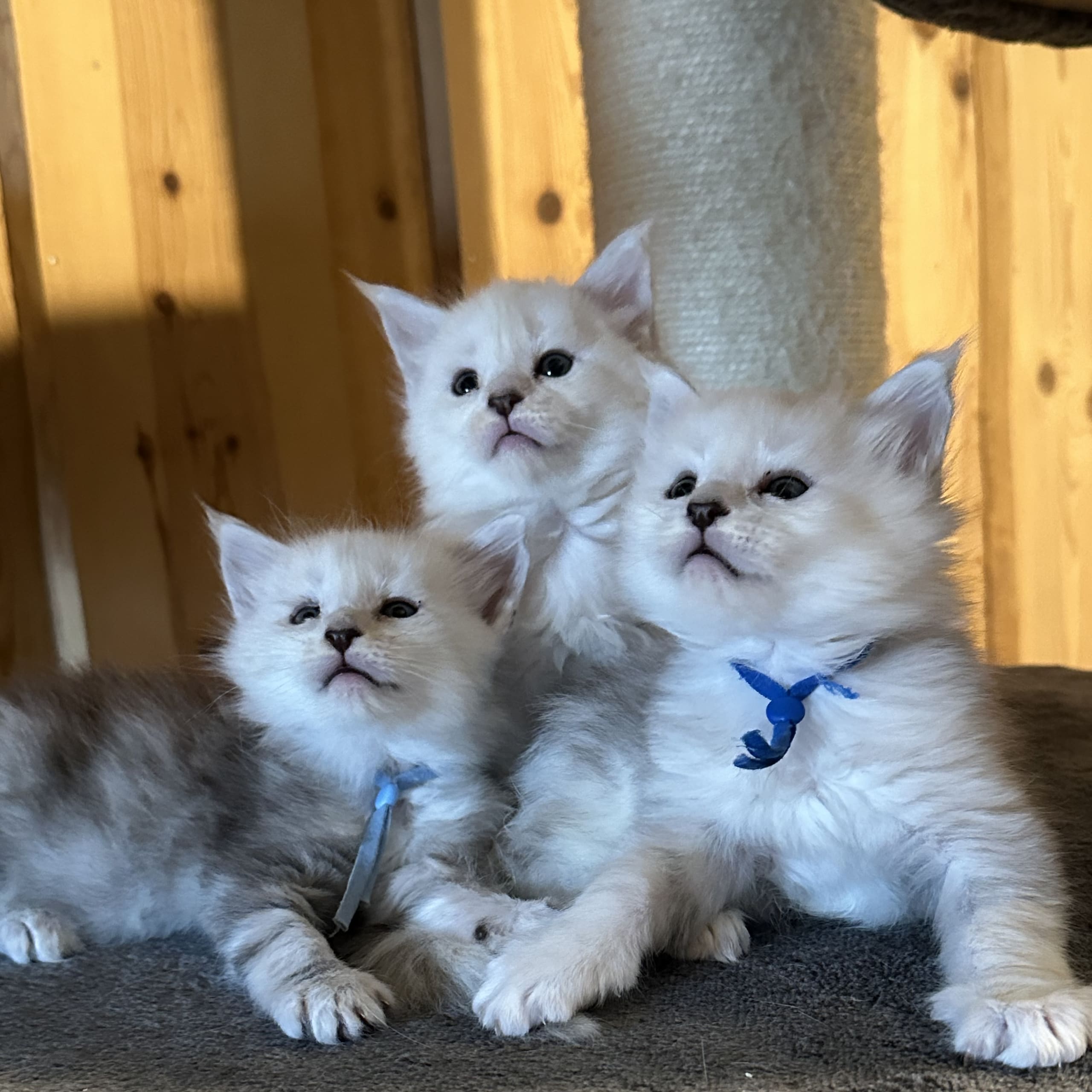 Maine Coon