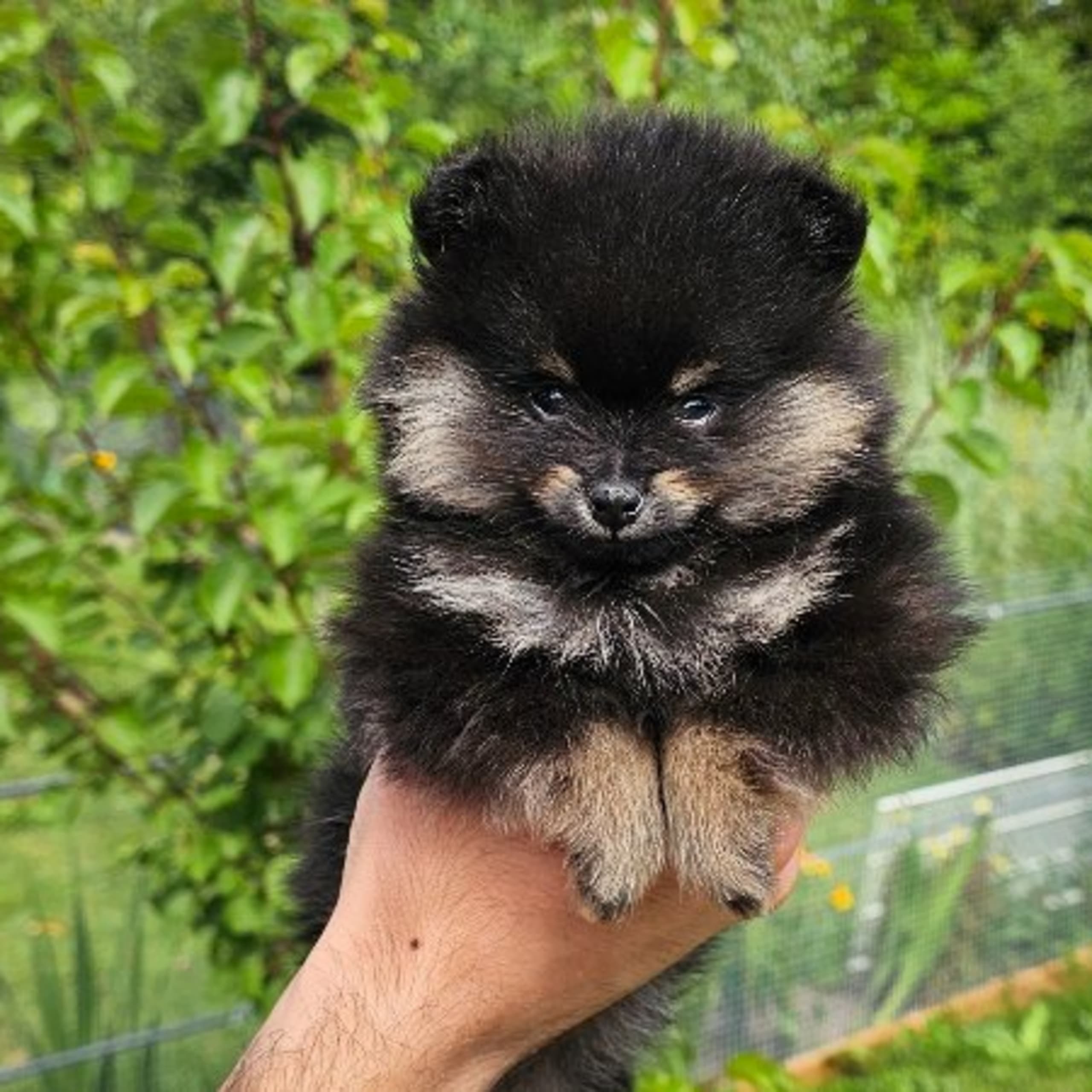 Pomeranian