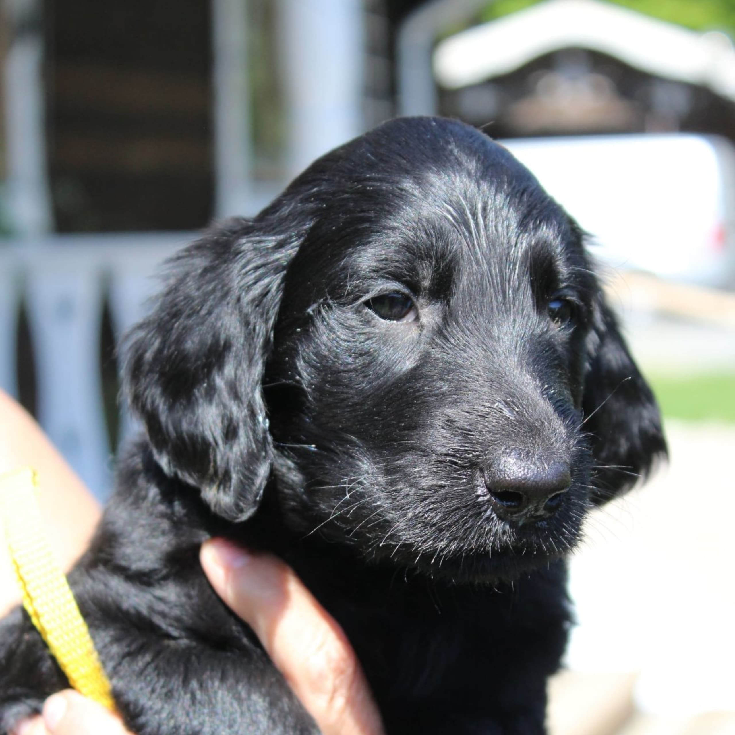 Flatcoated retriever