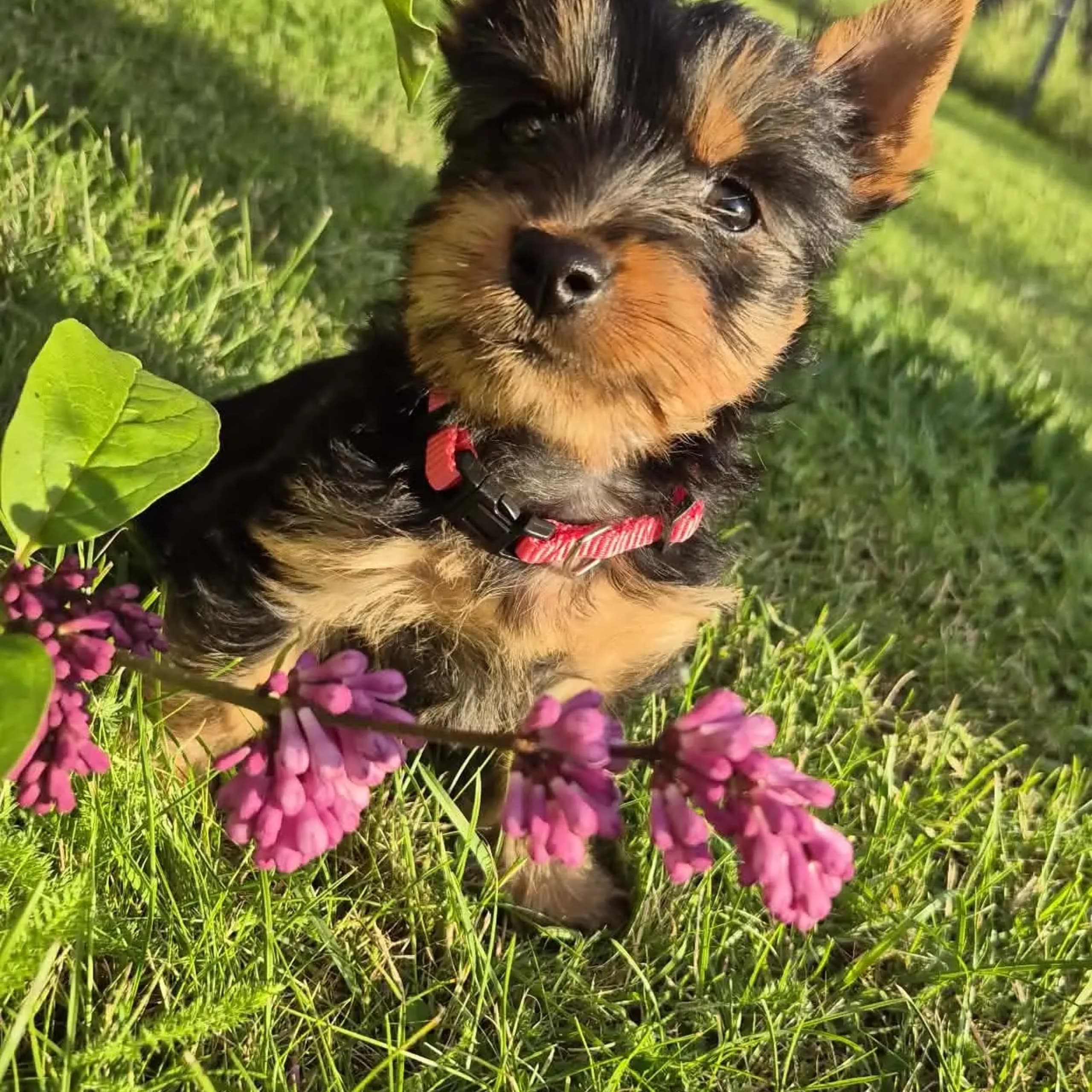 Silky terrier