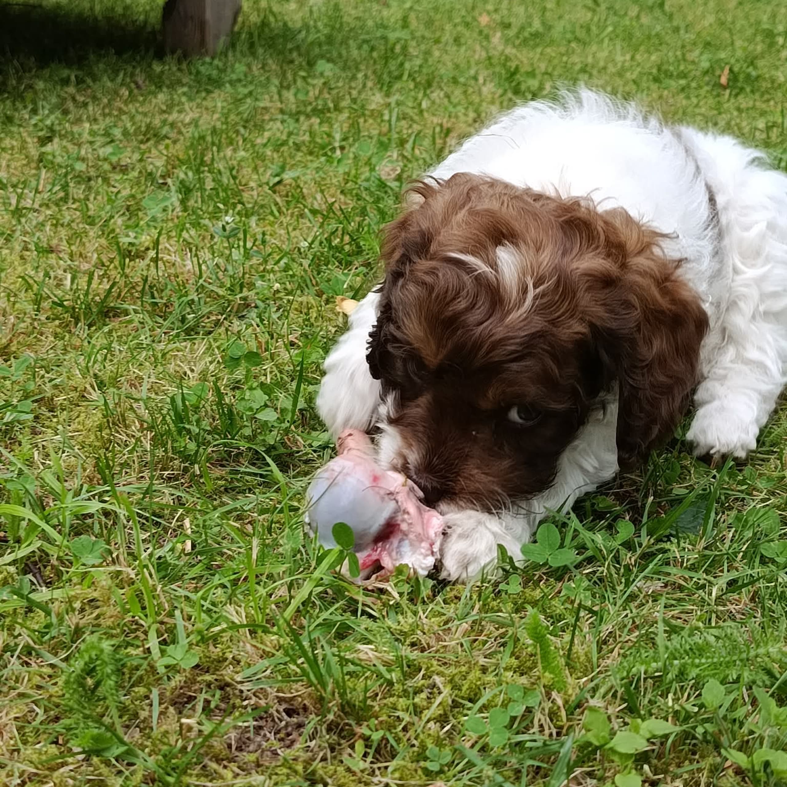 Cockerpoo
