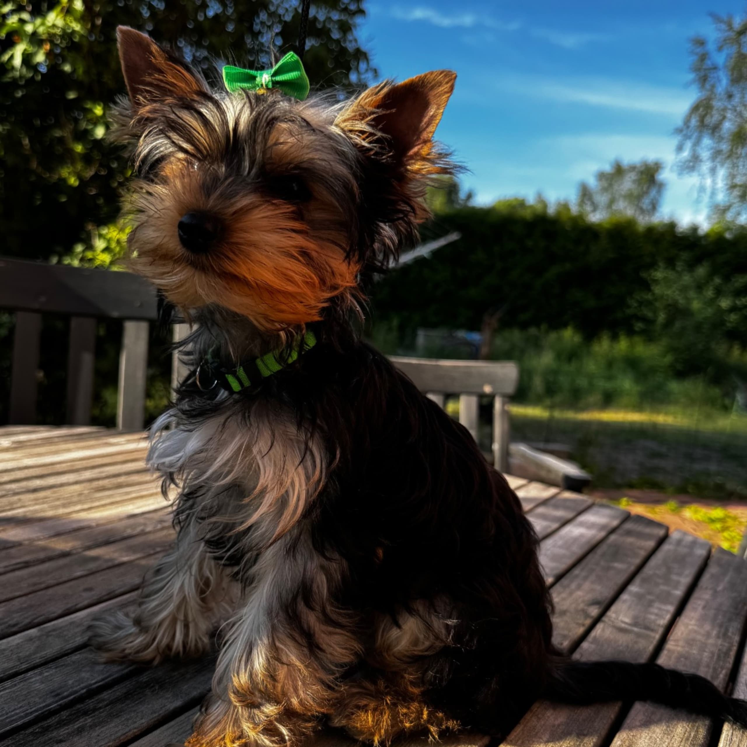 Yorkshireterrier