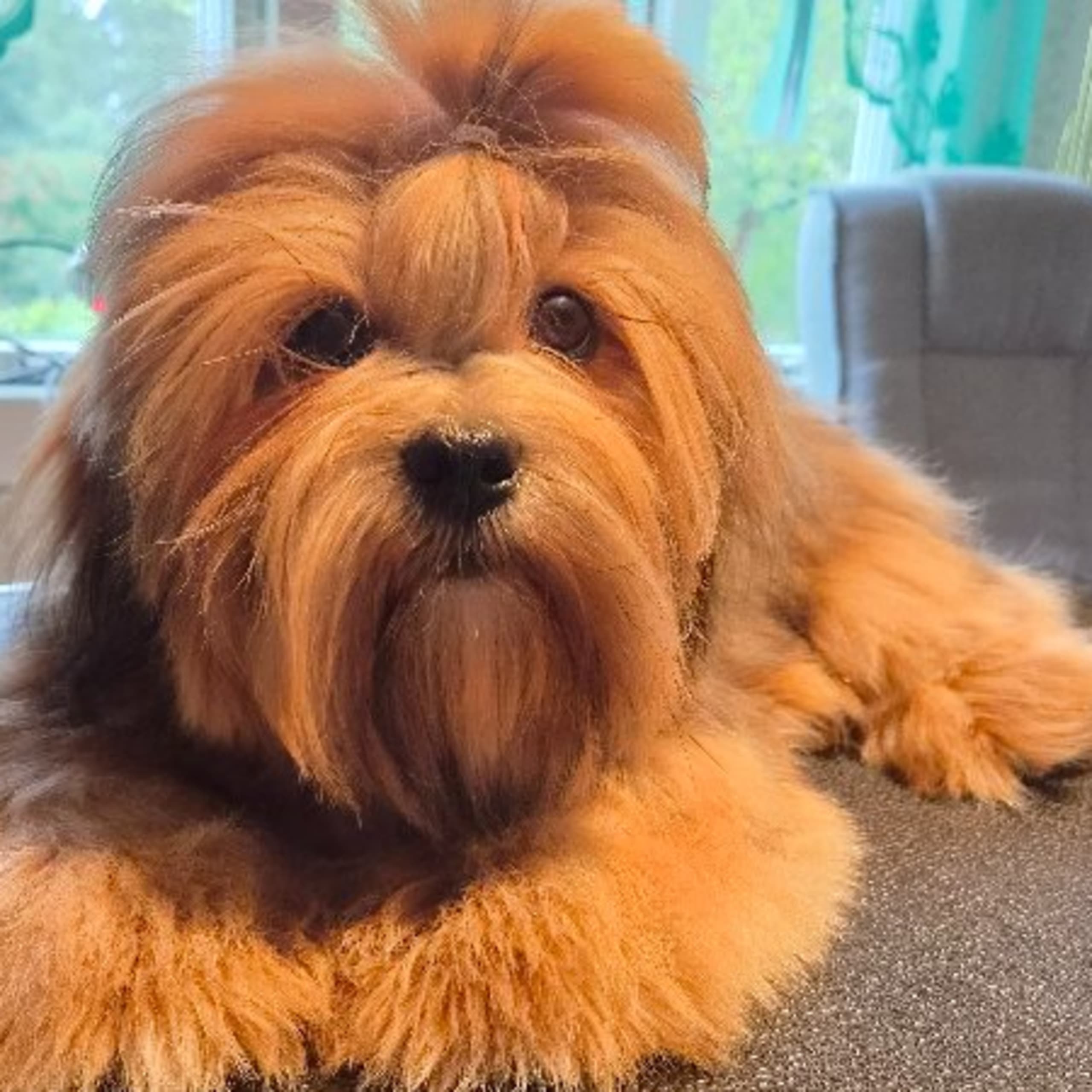 Lhasa apso
