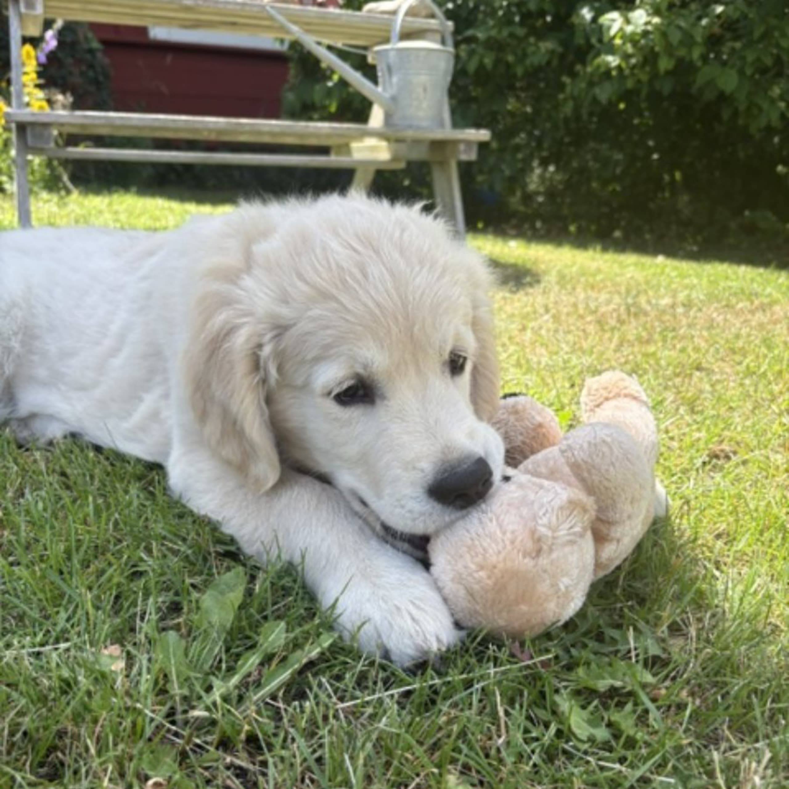 Golden retriever