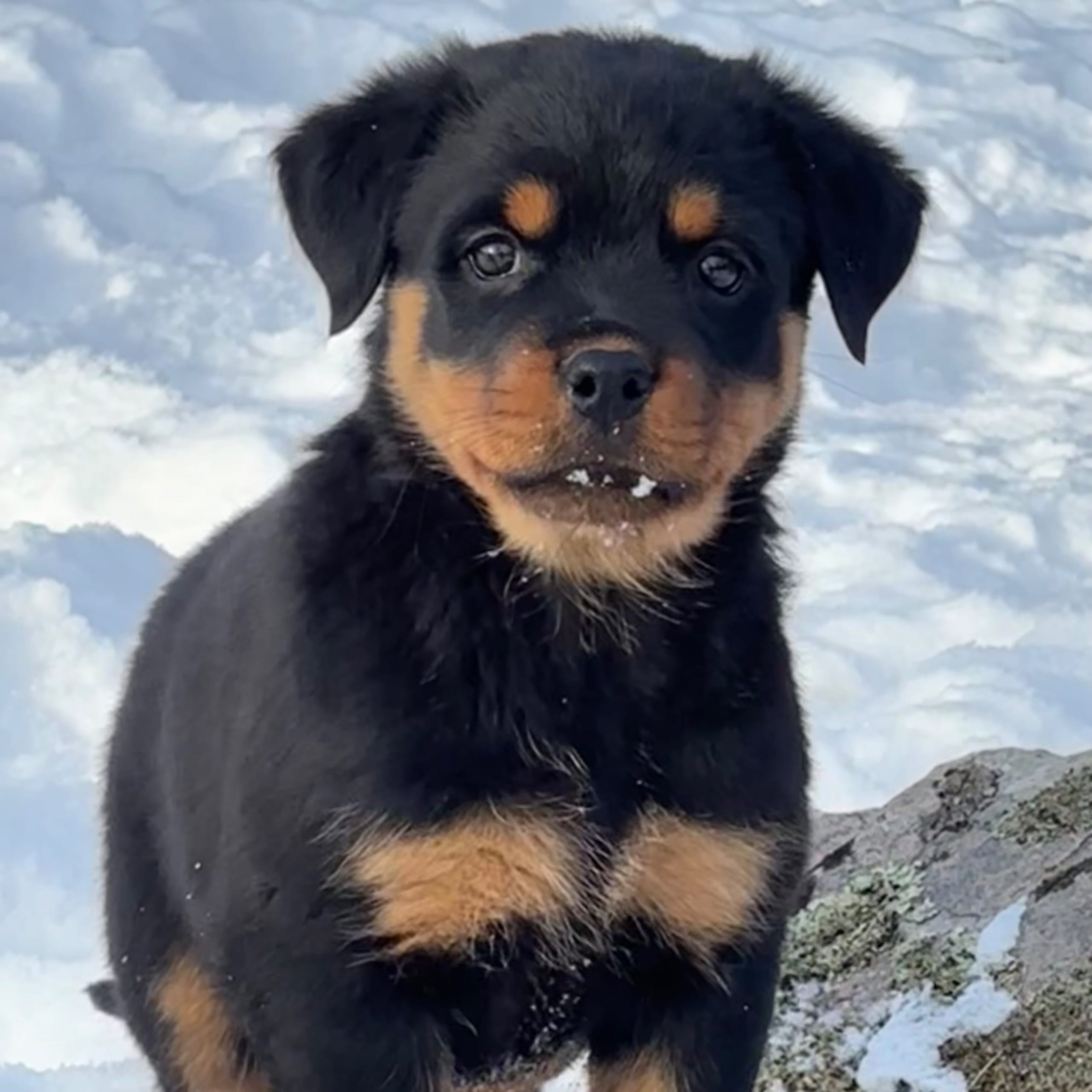 Rottweiler
