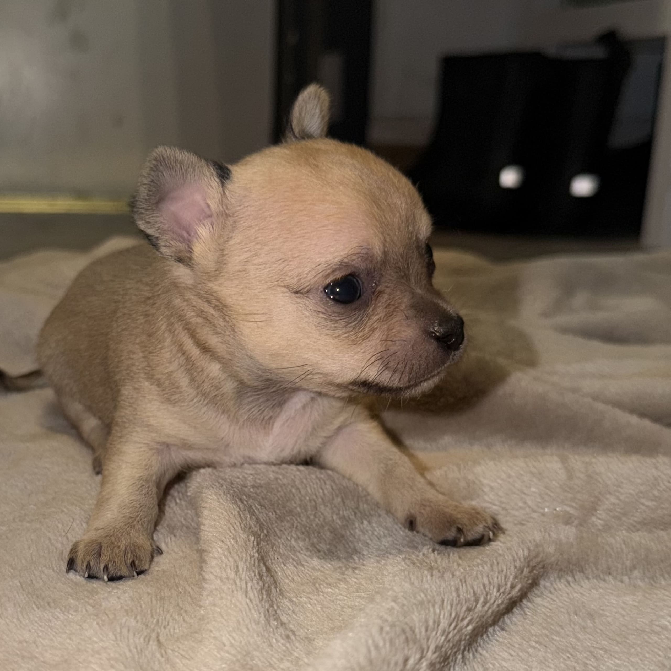 Chihuahua
