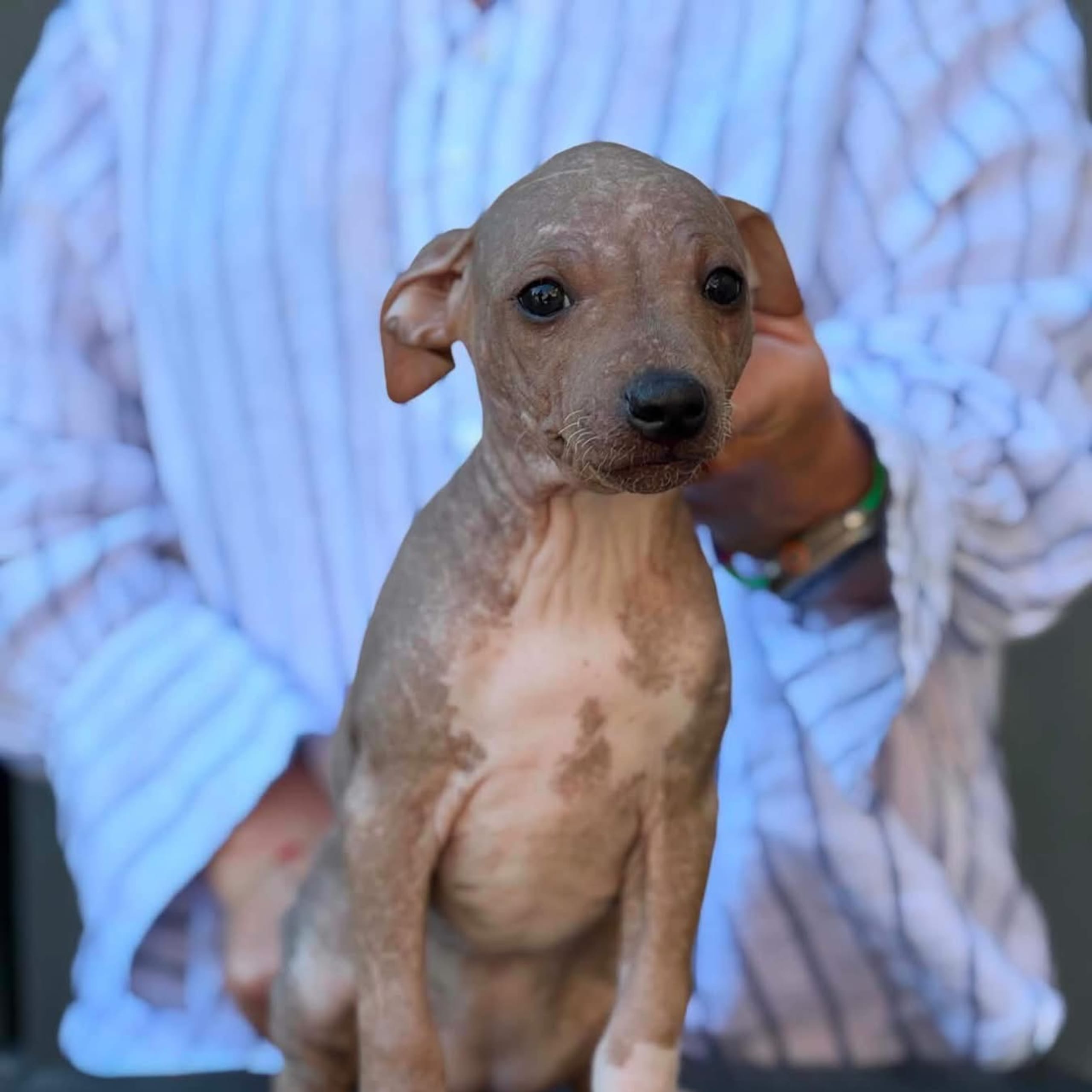 American hairless terrier