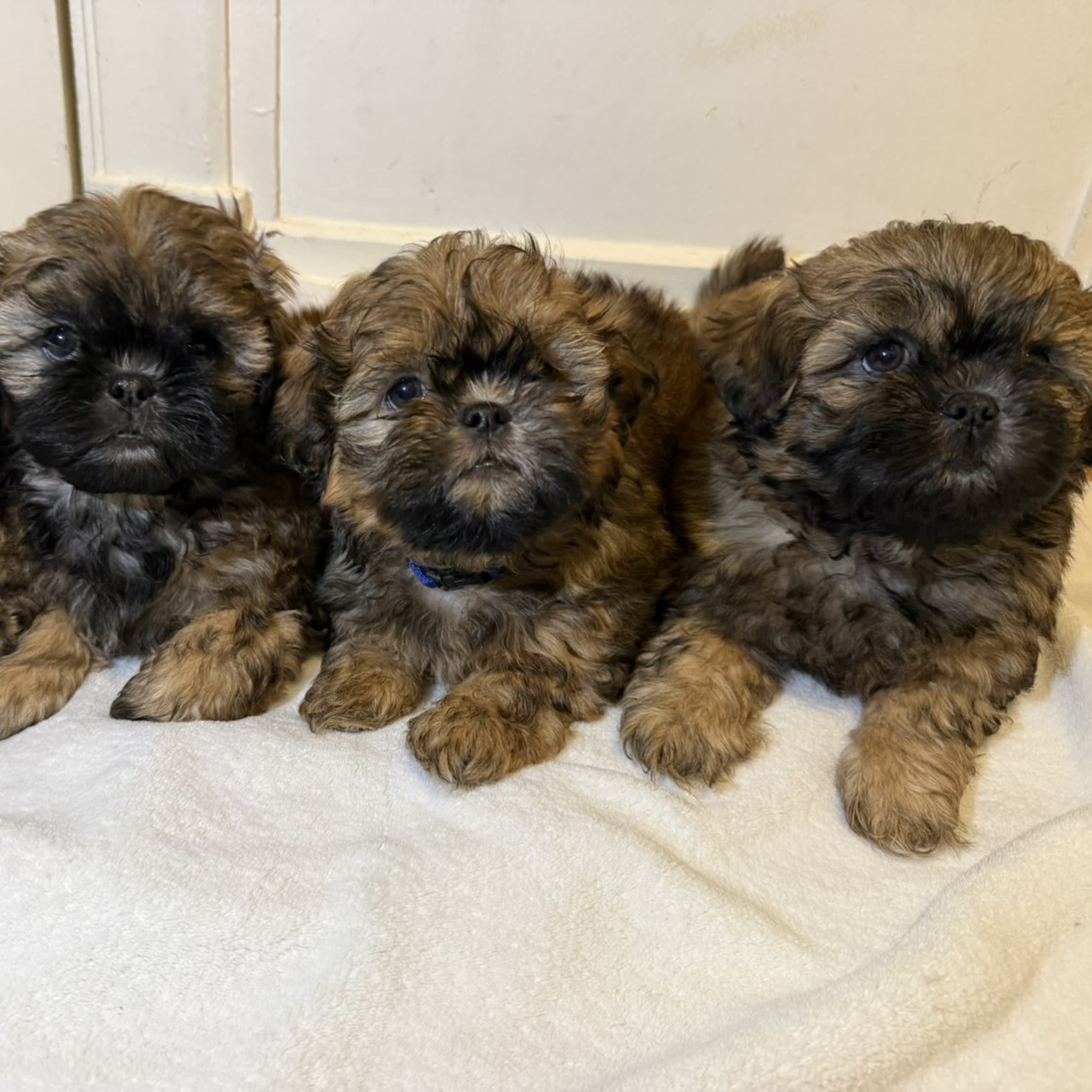 Shih tzu