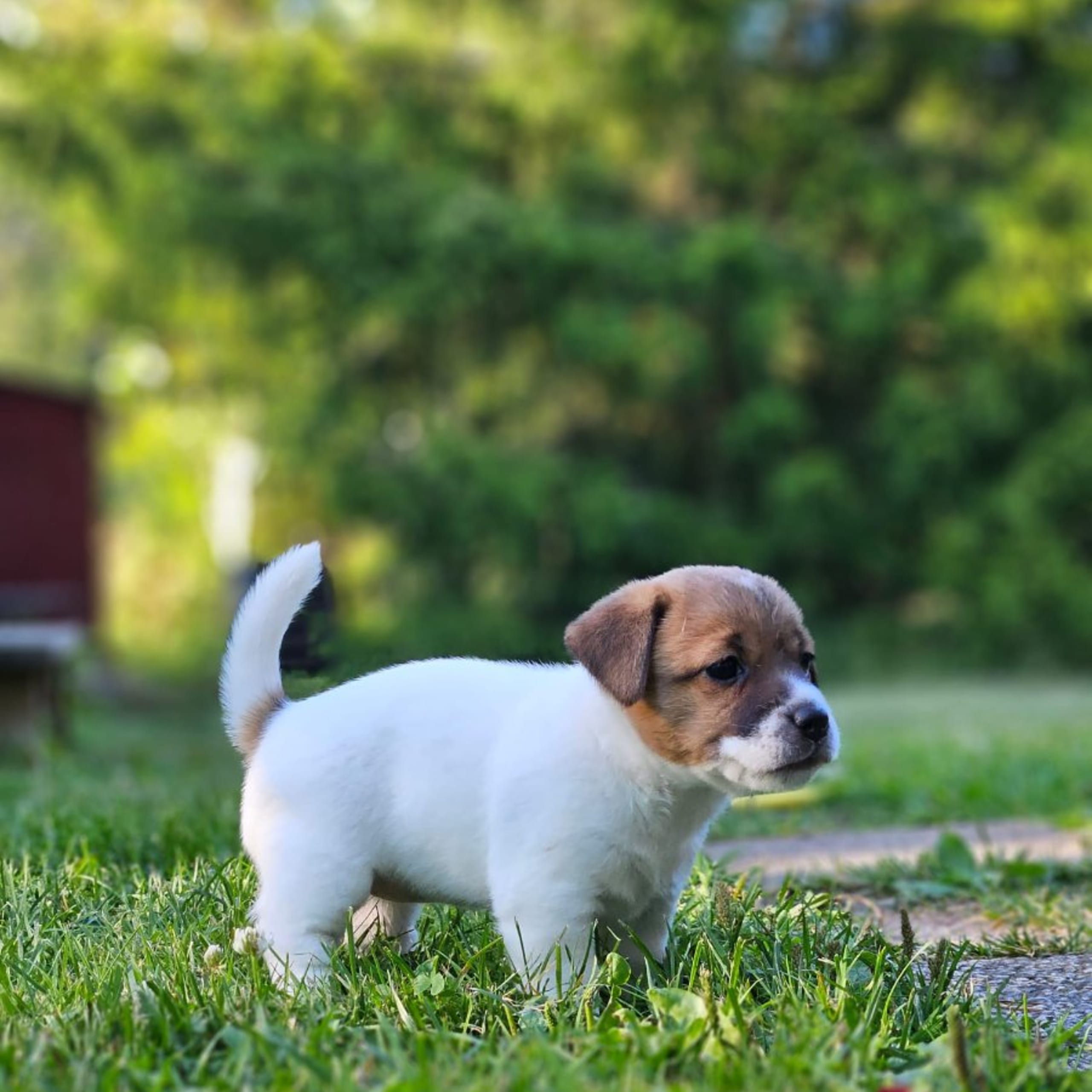 Jack Russell Terrier