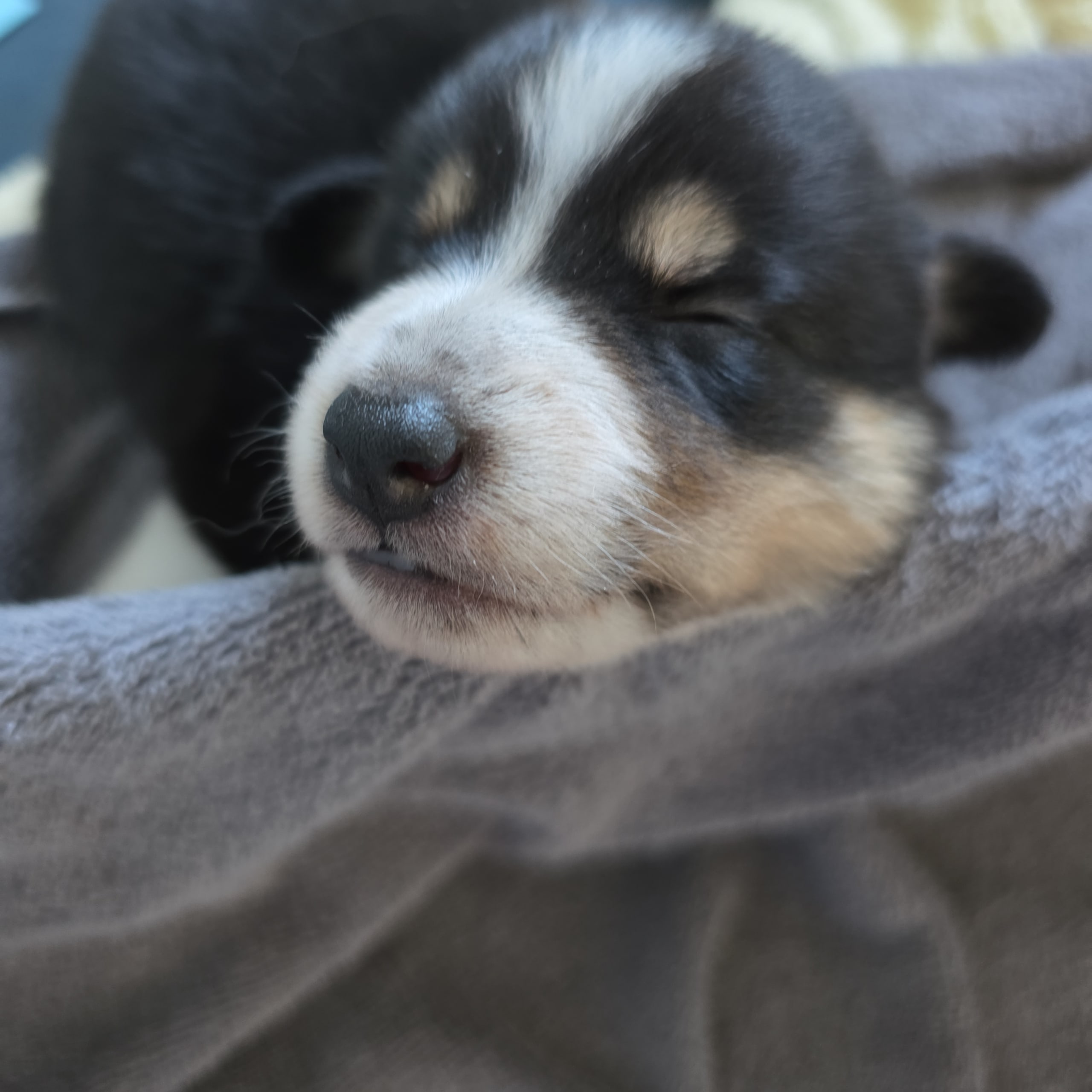 Border collie og shettland sheepdog miks