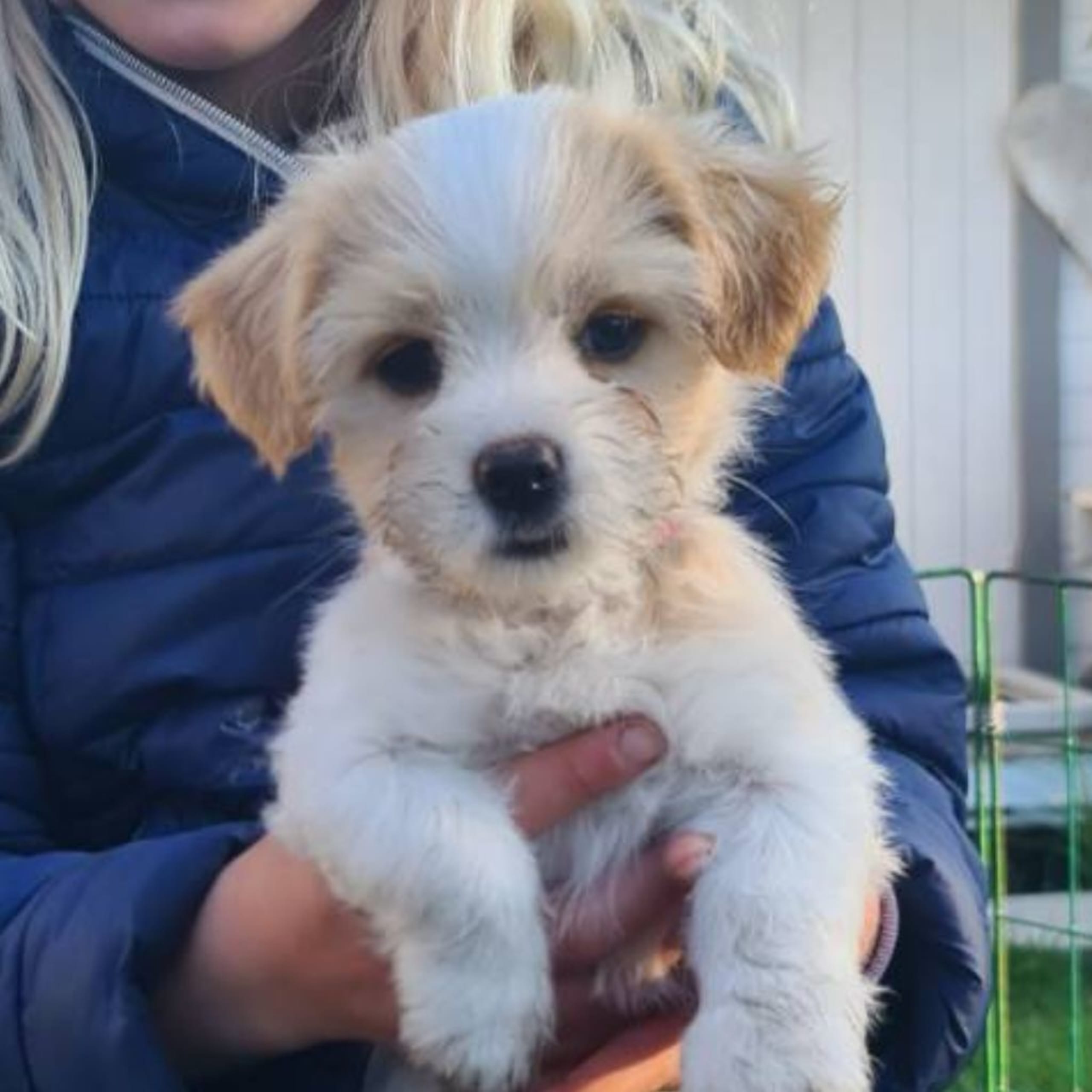 Blandras Bichon havanais(pappa)/lhasa apso/jackrussel (mamma)