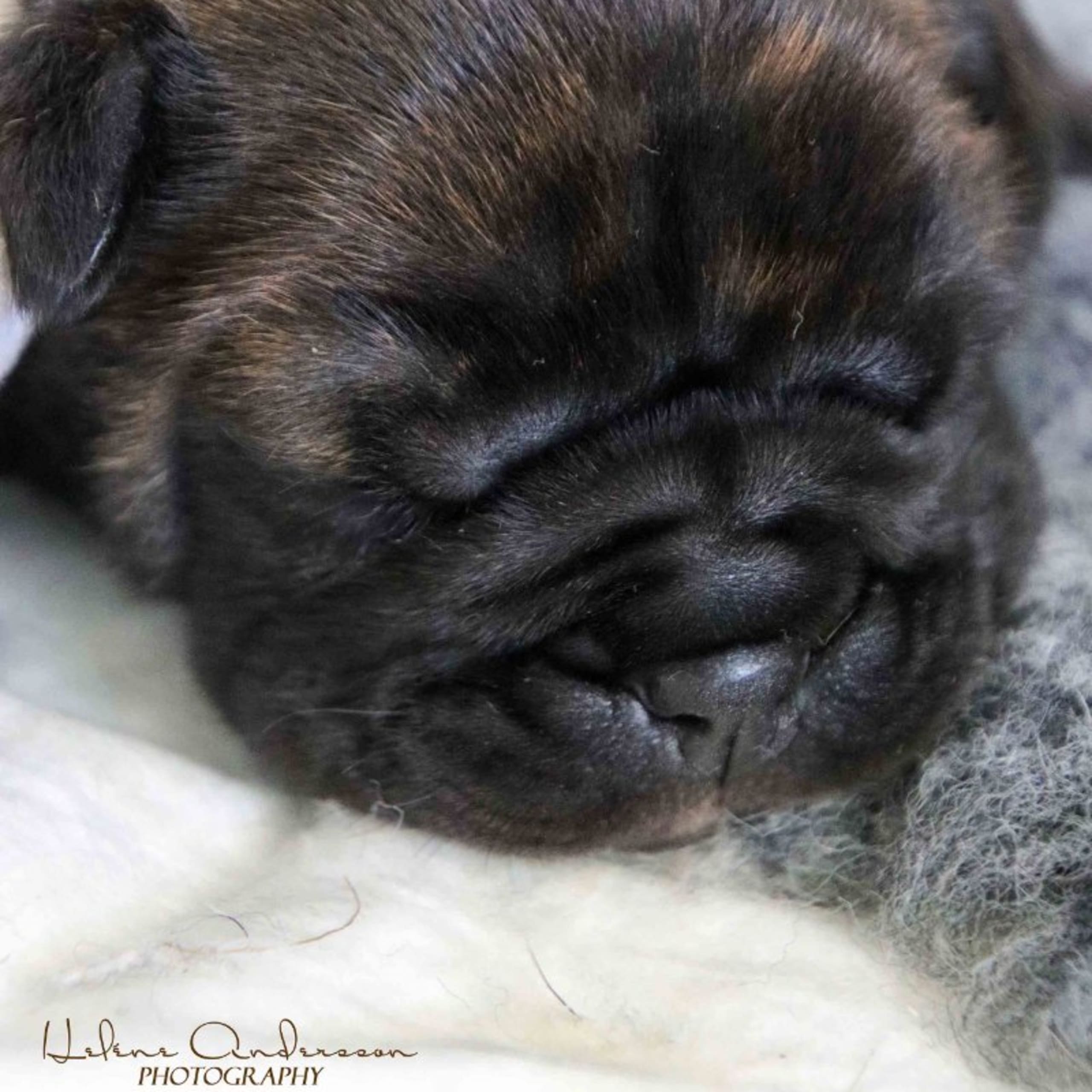 Continental Bulldog