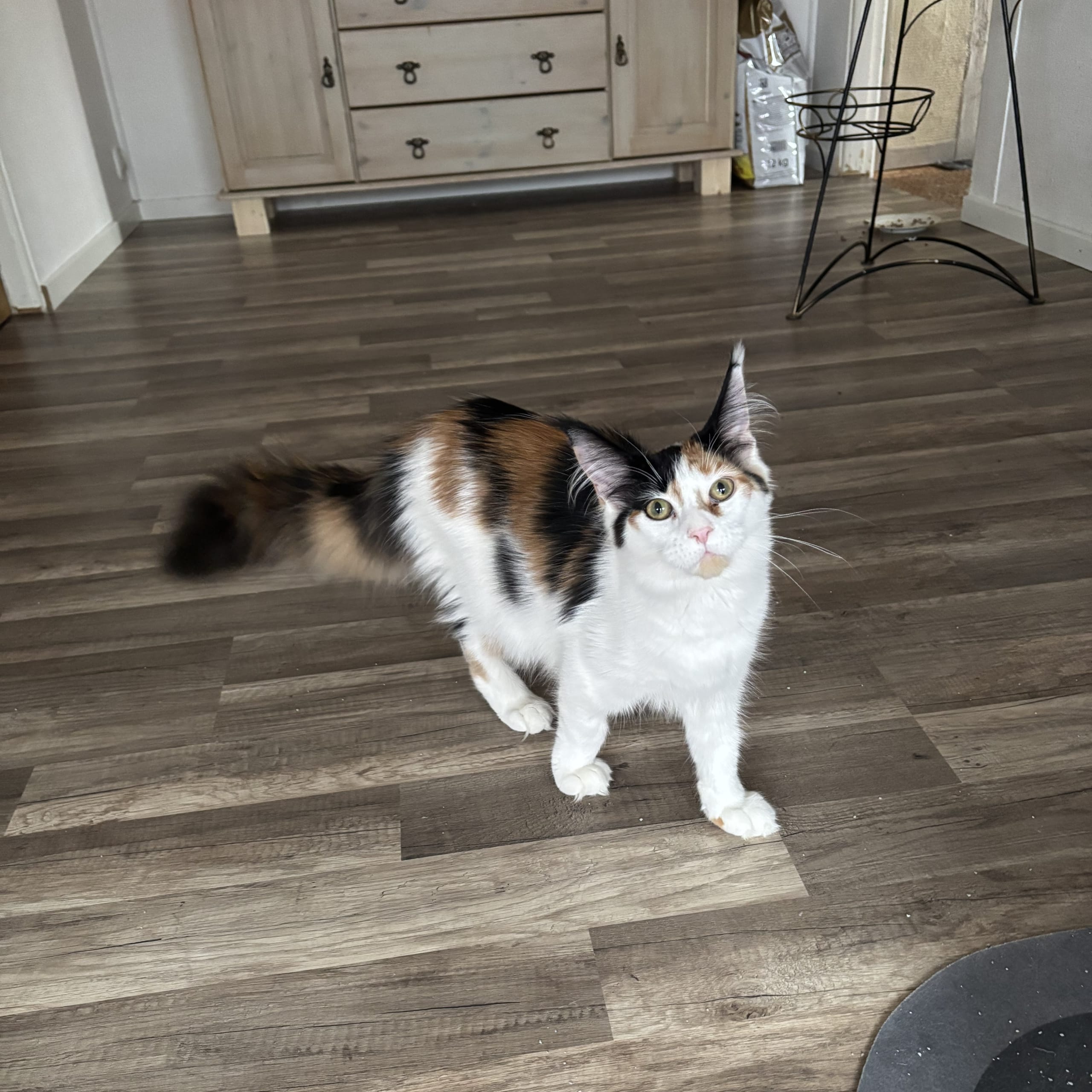 Wikslynx