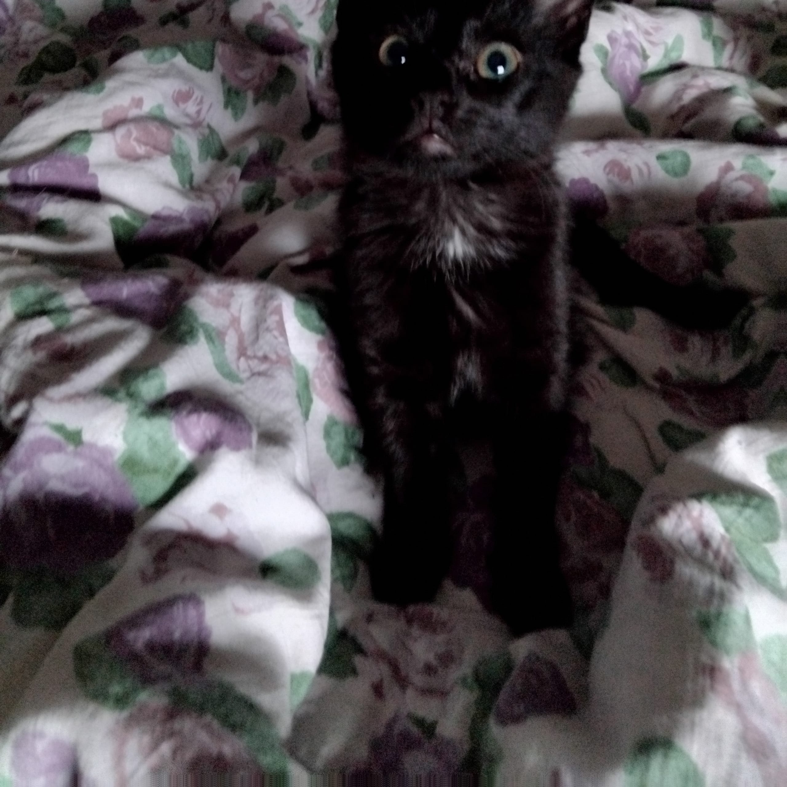 Perser / Bondkatt
